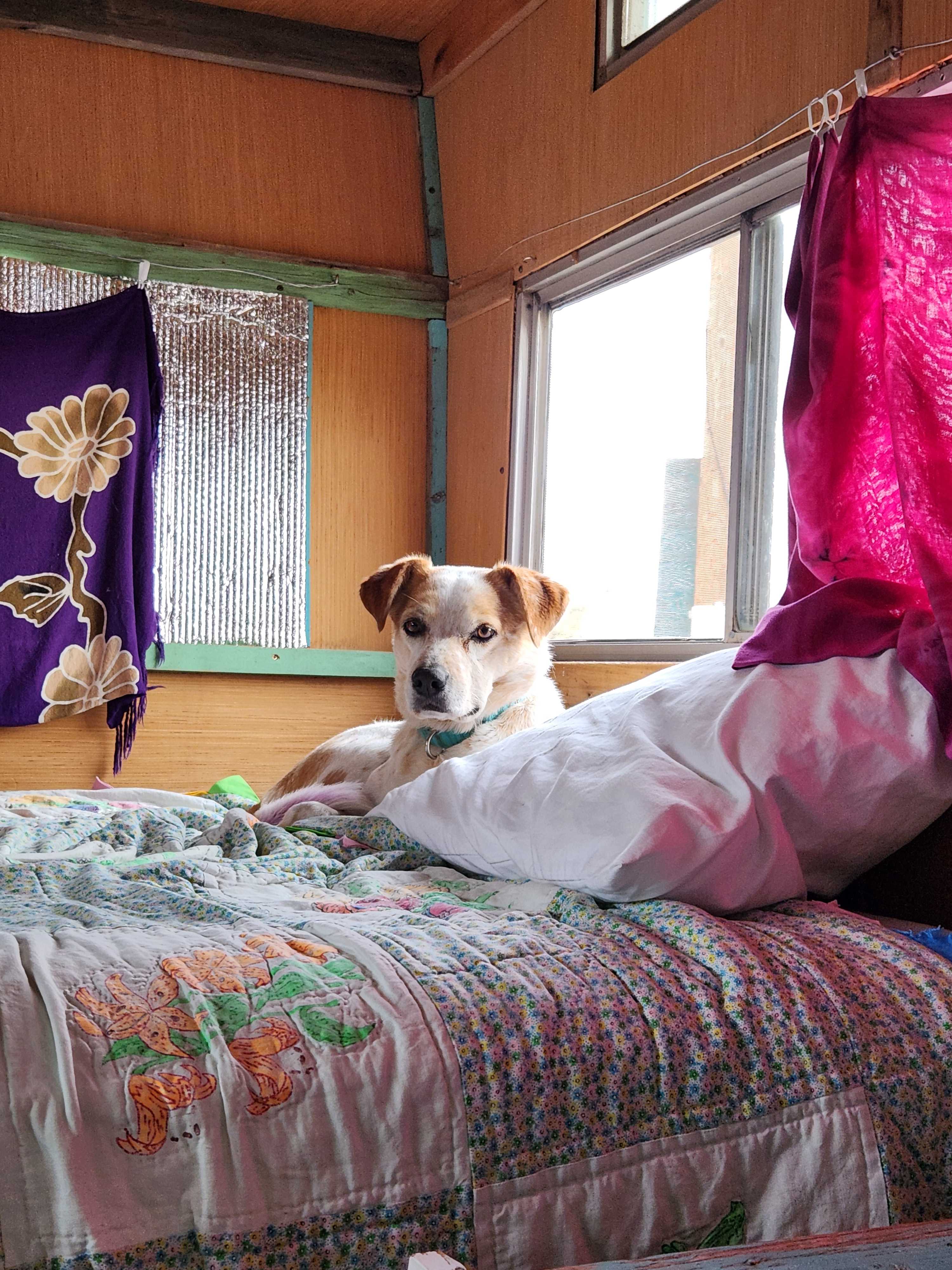 Pippin spent a lot of time lounging on the full sized bed.