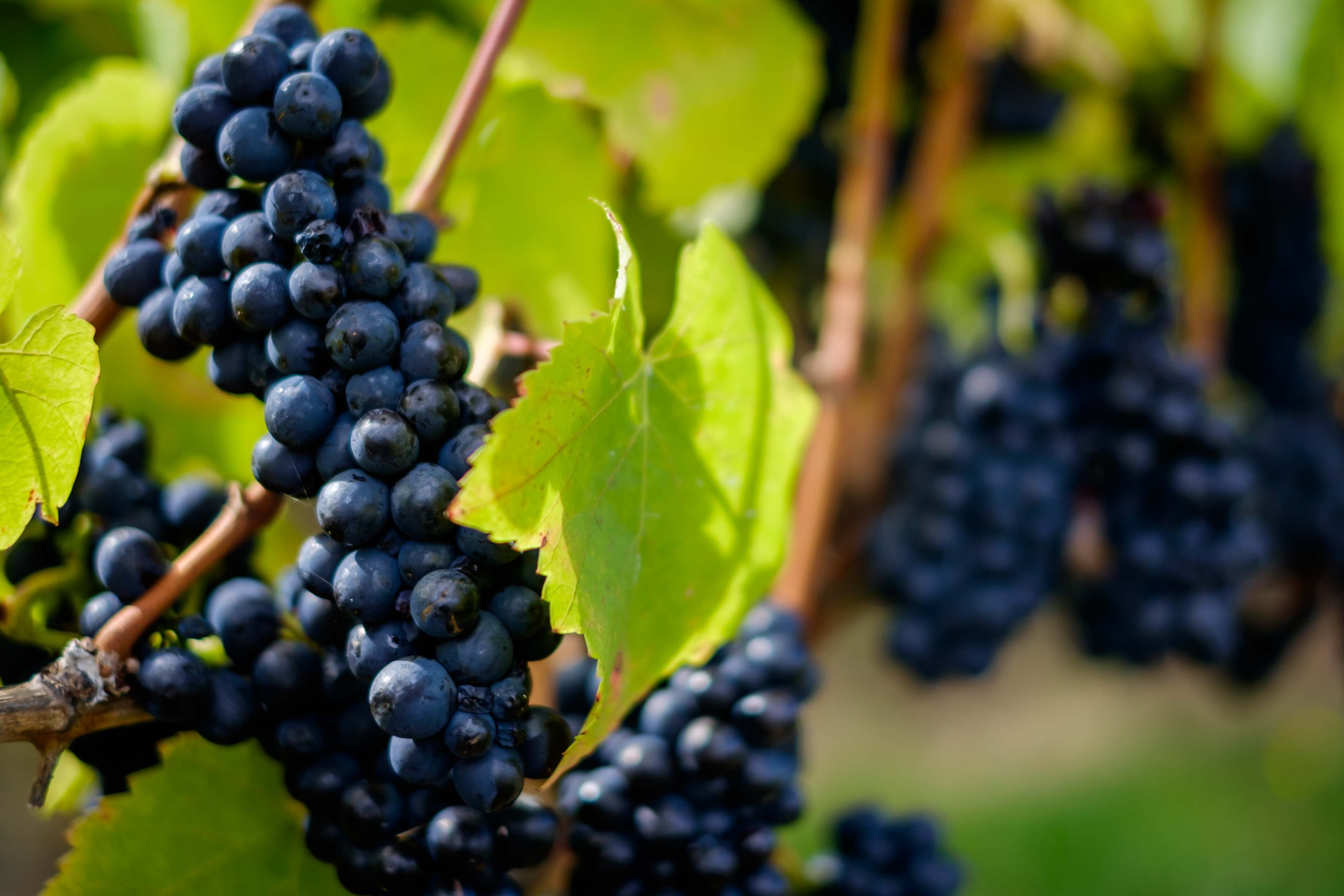 Craigie Knowe Vineyard