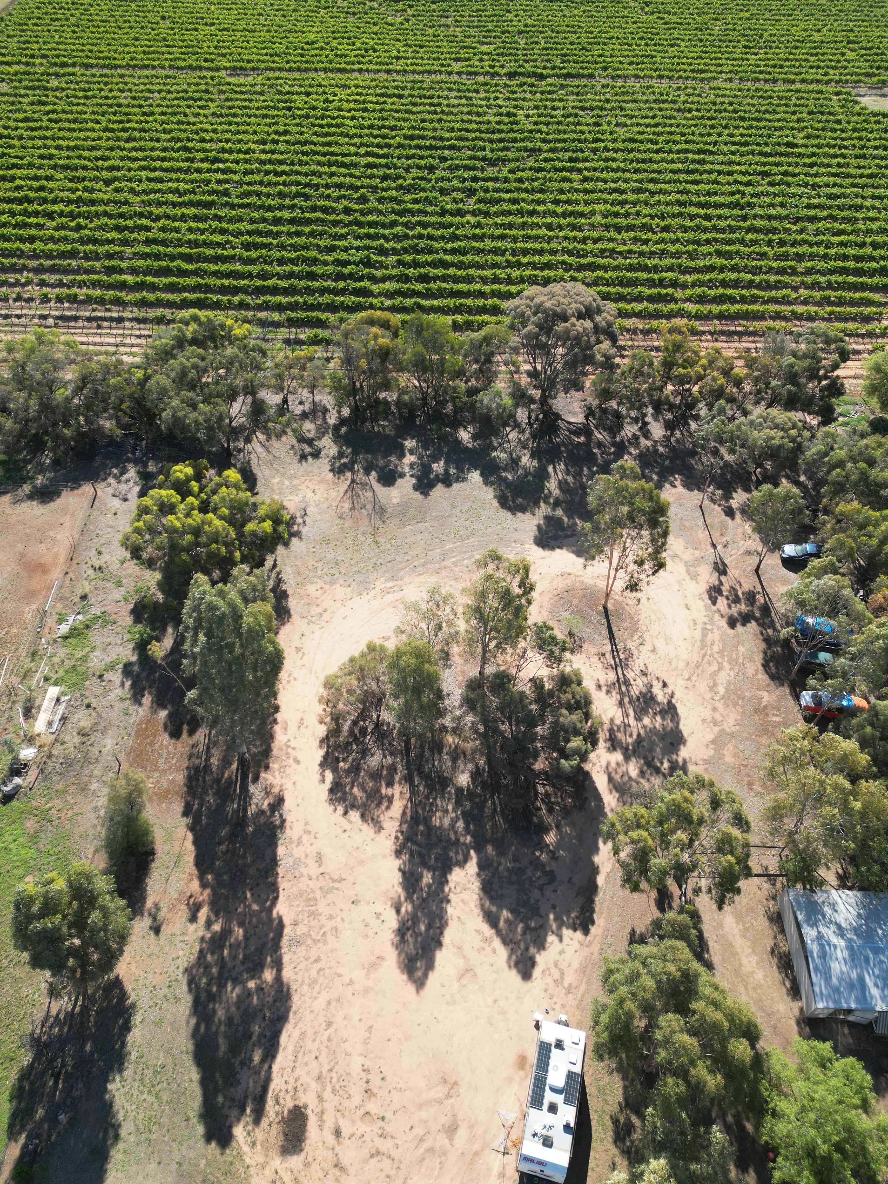 Lewiston Rolling Vineyards
