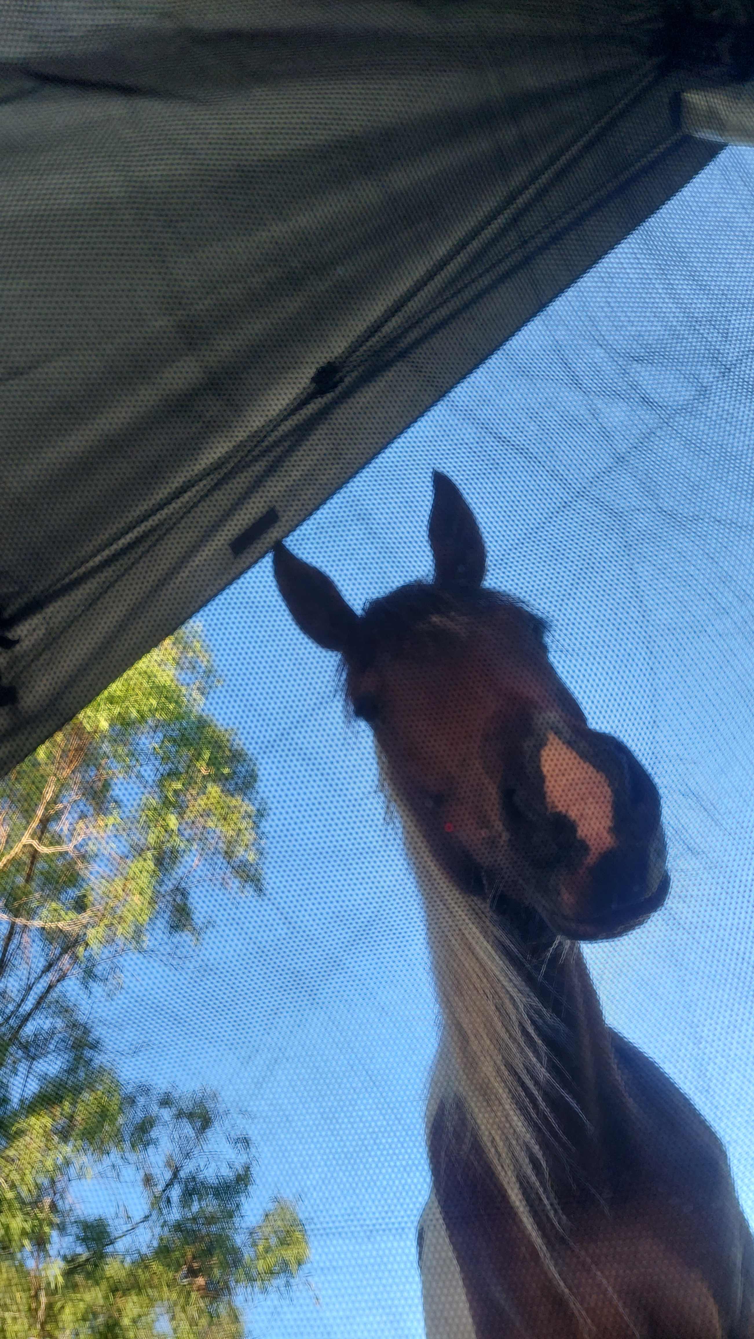 Valoros Arabians