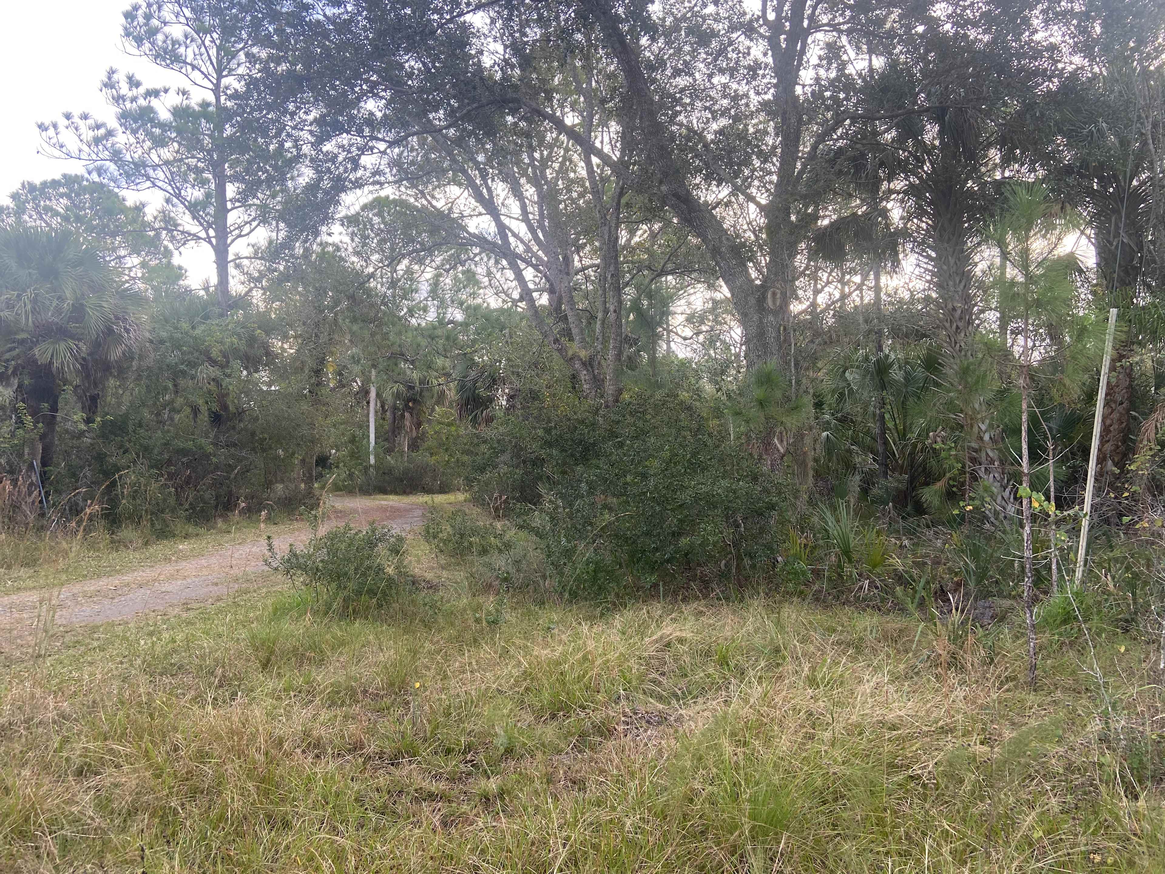 Where Deer Run