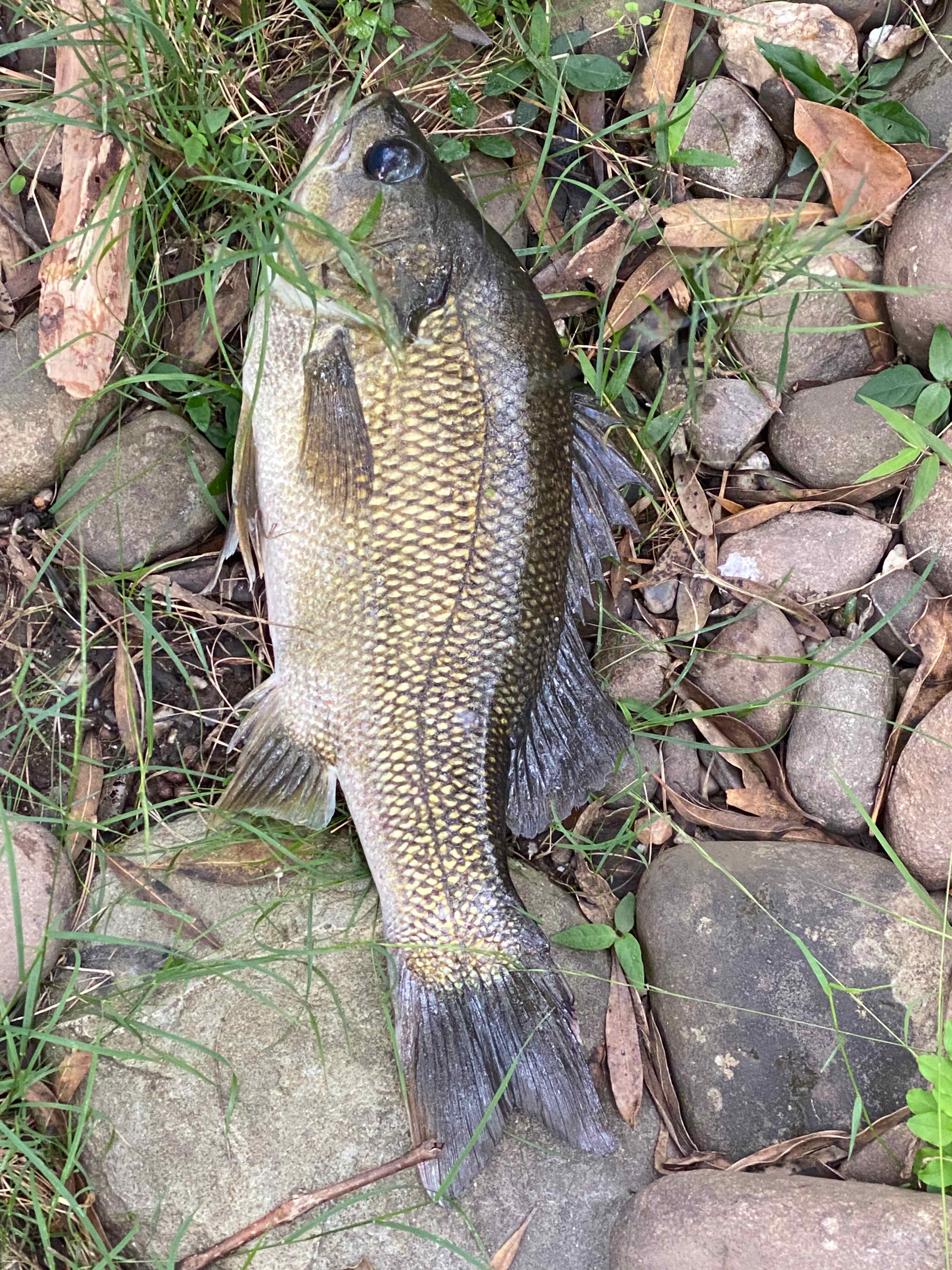 41cm Bass