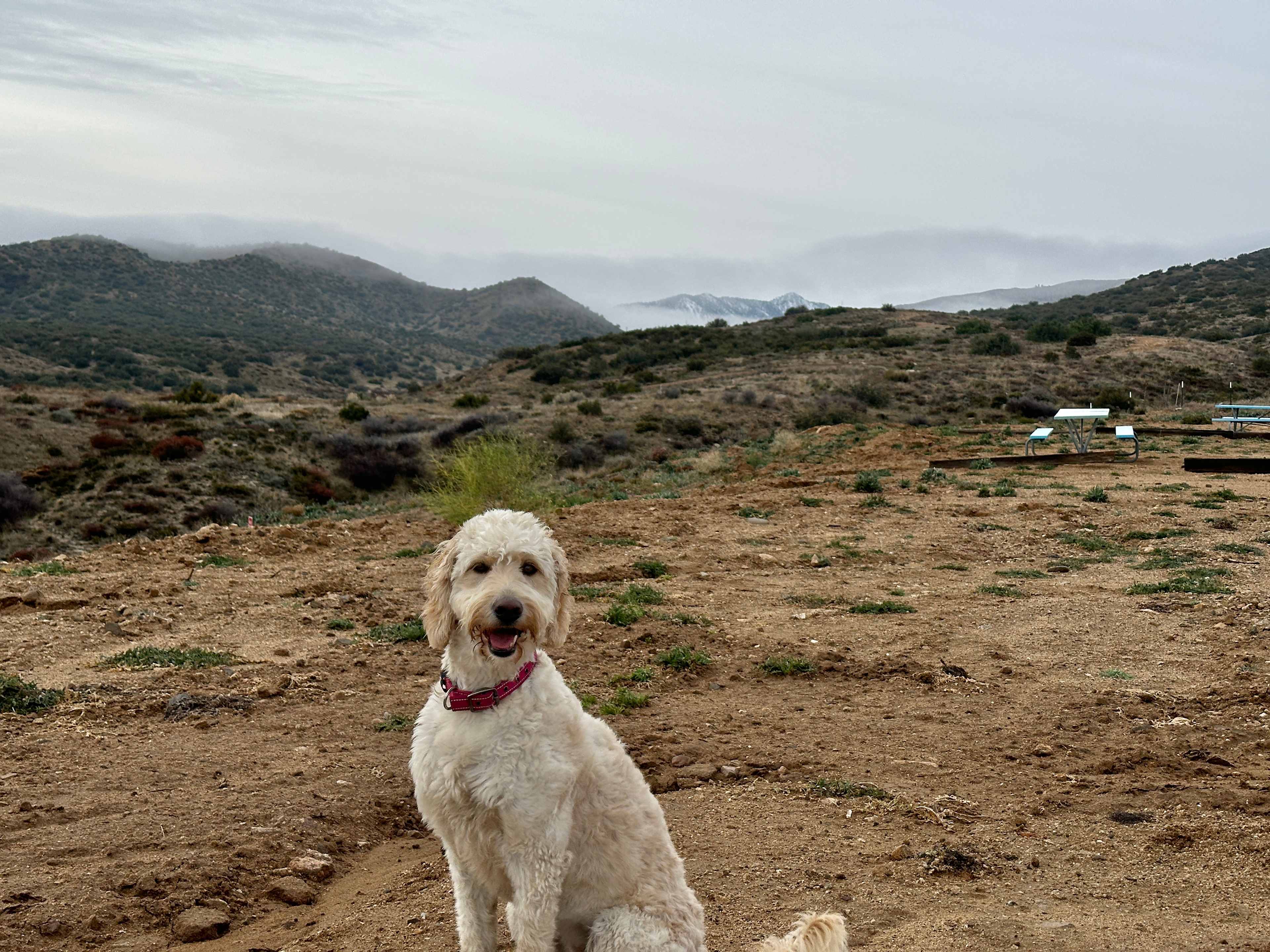 Quail ranch