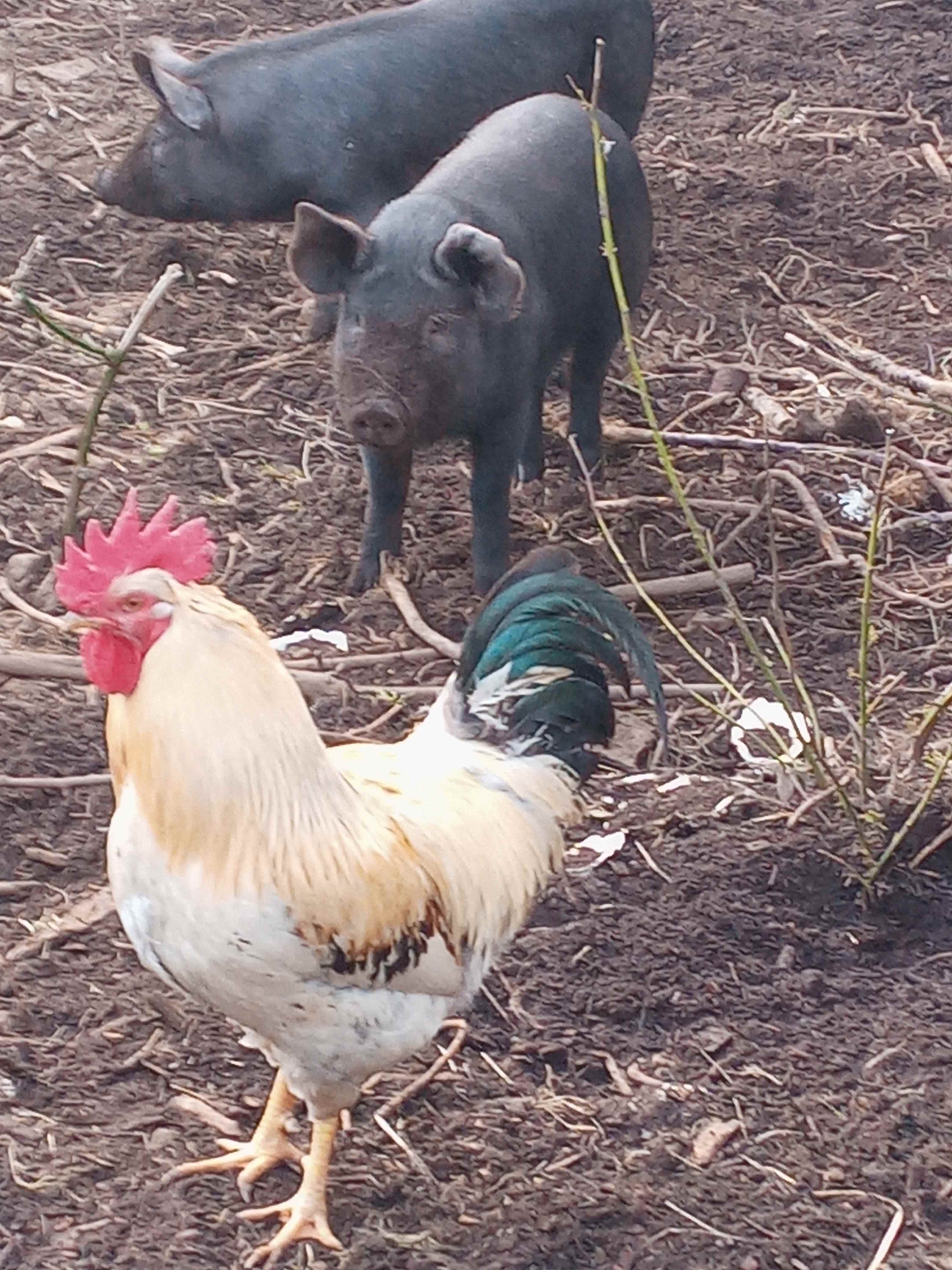 Hidden Pond Permaculture Farm