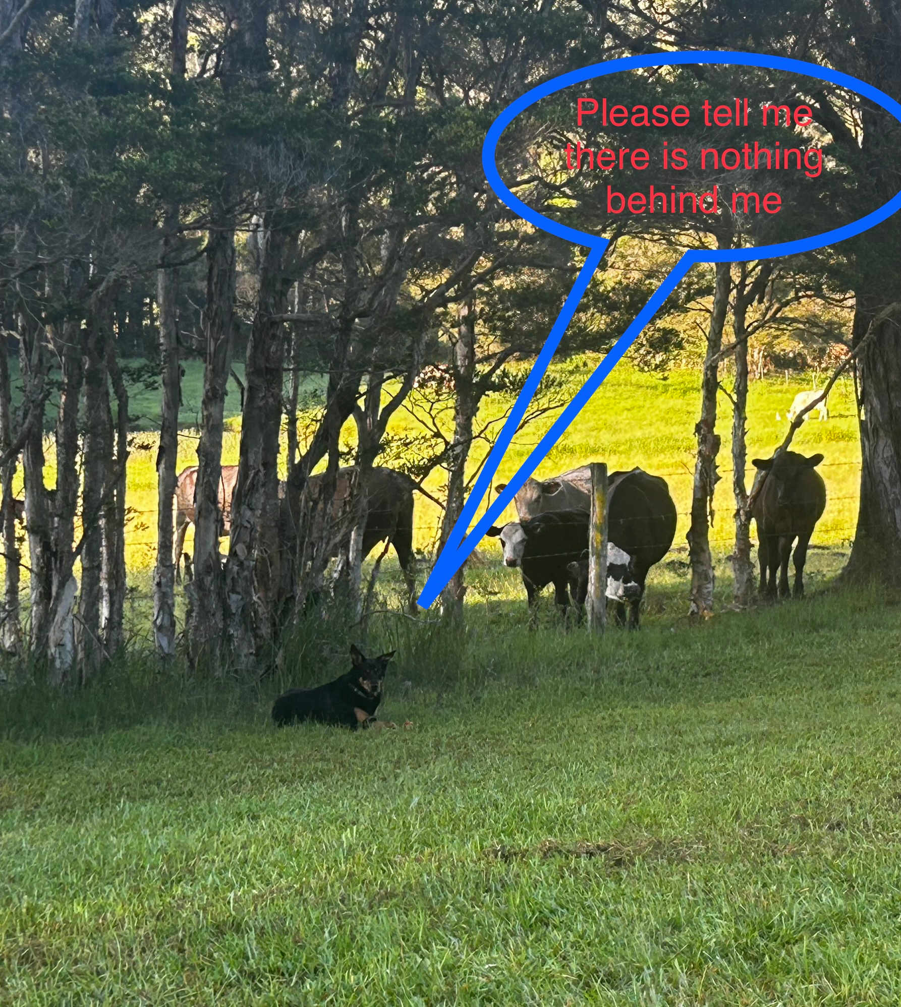 Banjo's Retreat