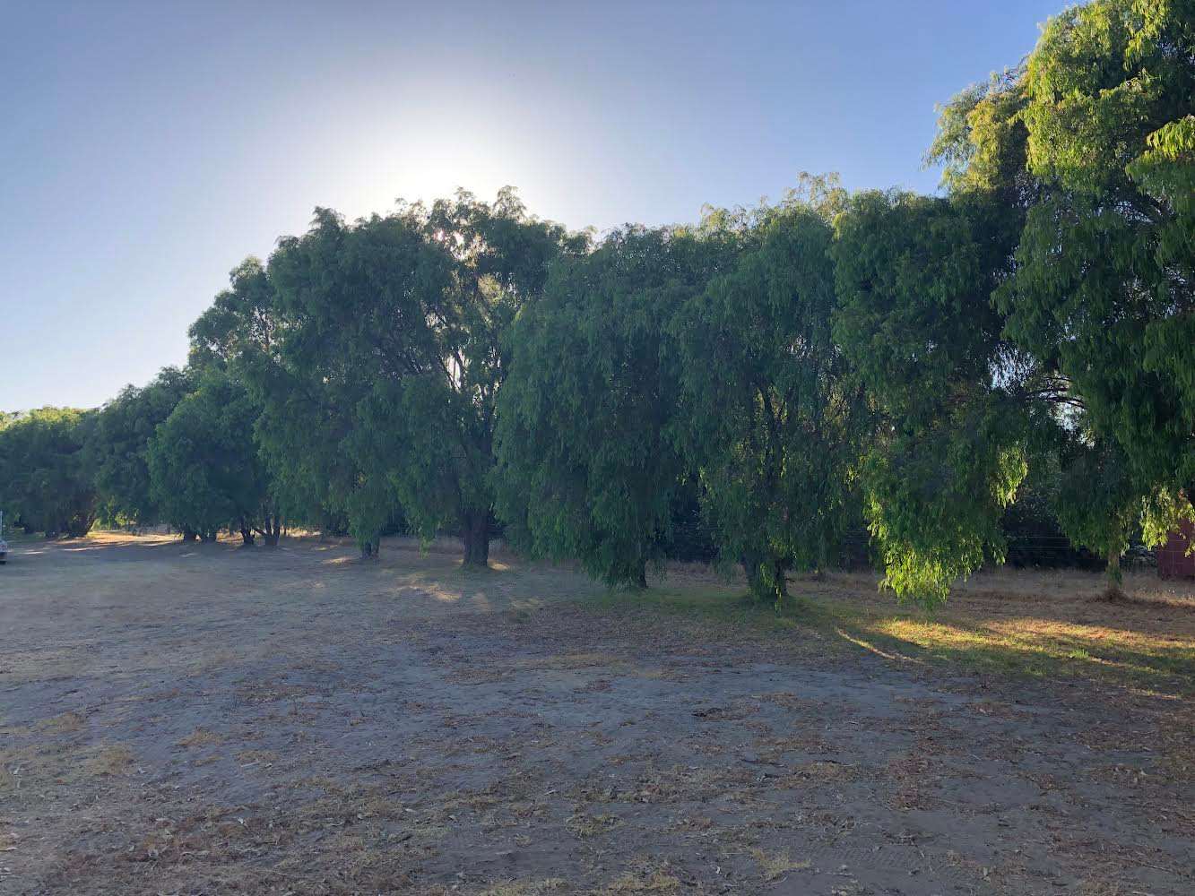 Peppie Tree Drive