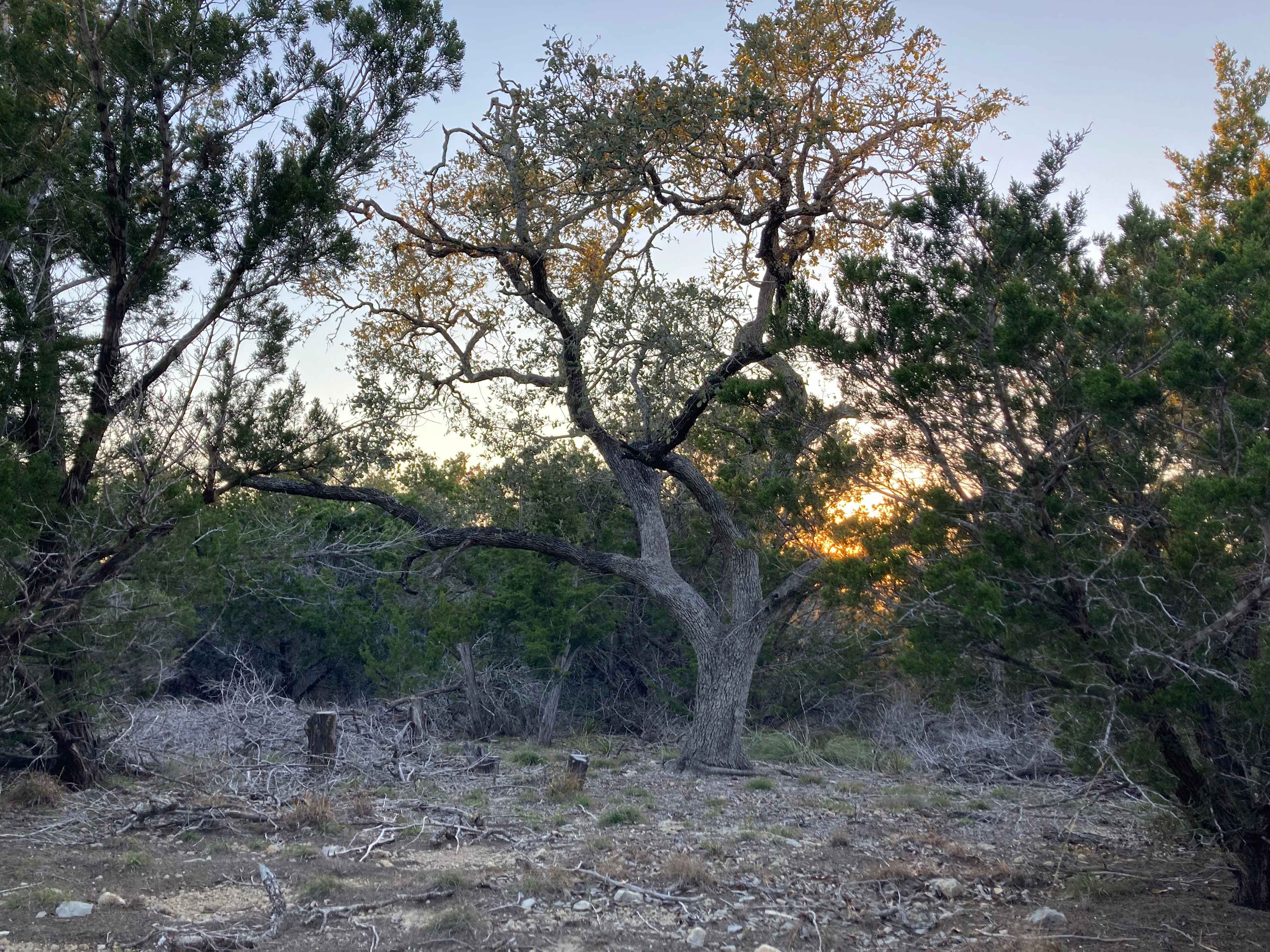 Picture of the site