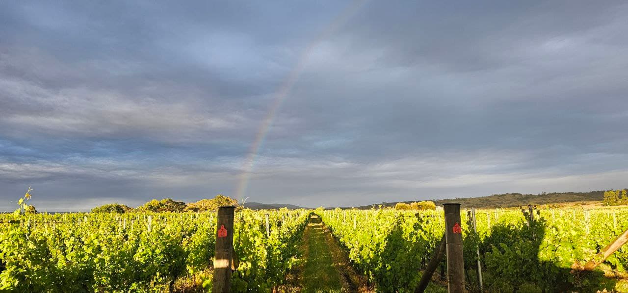 Craigie Knowe Vineyard