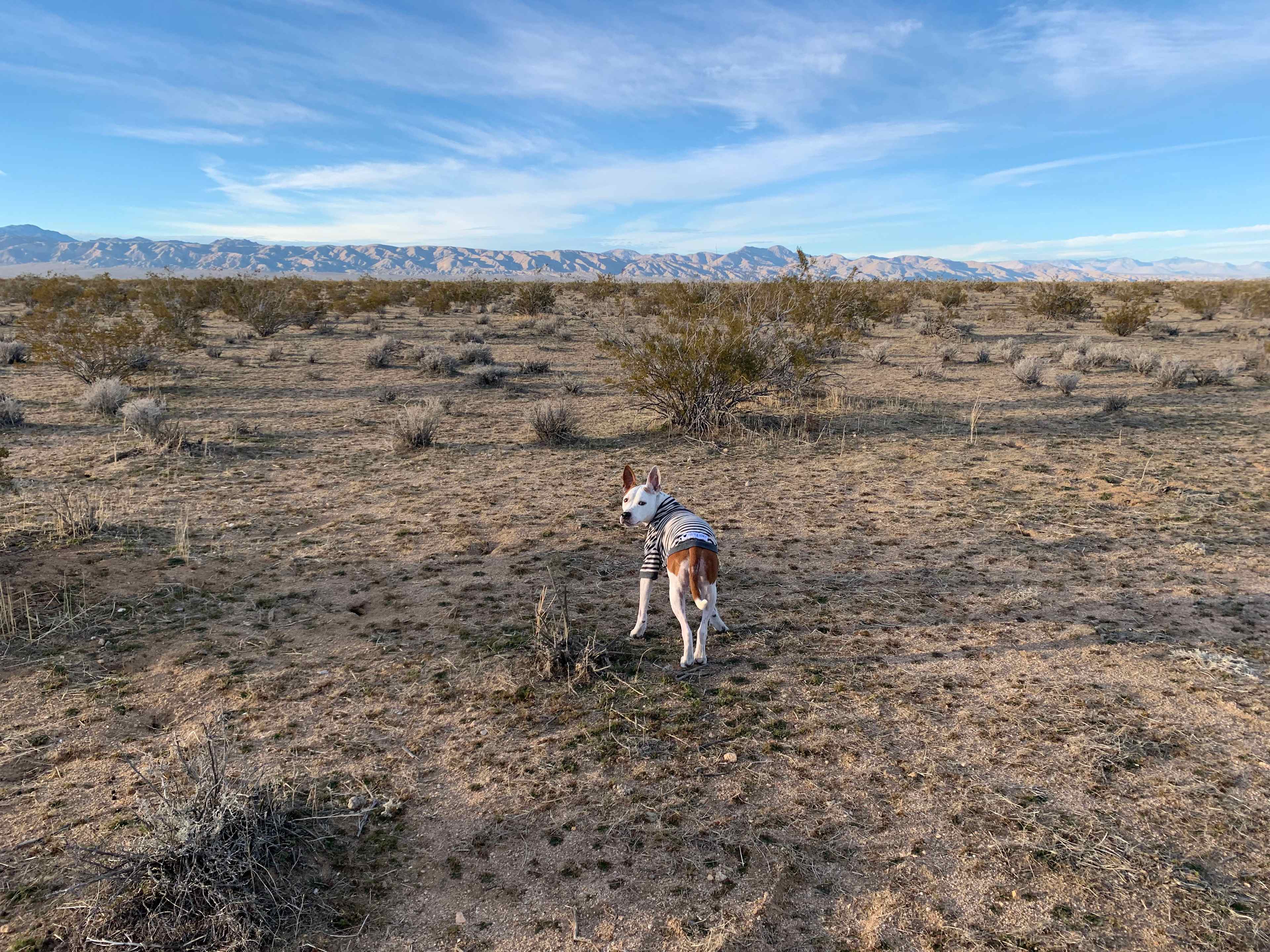 Happy Gray Coyote
