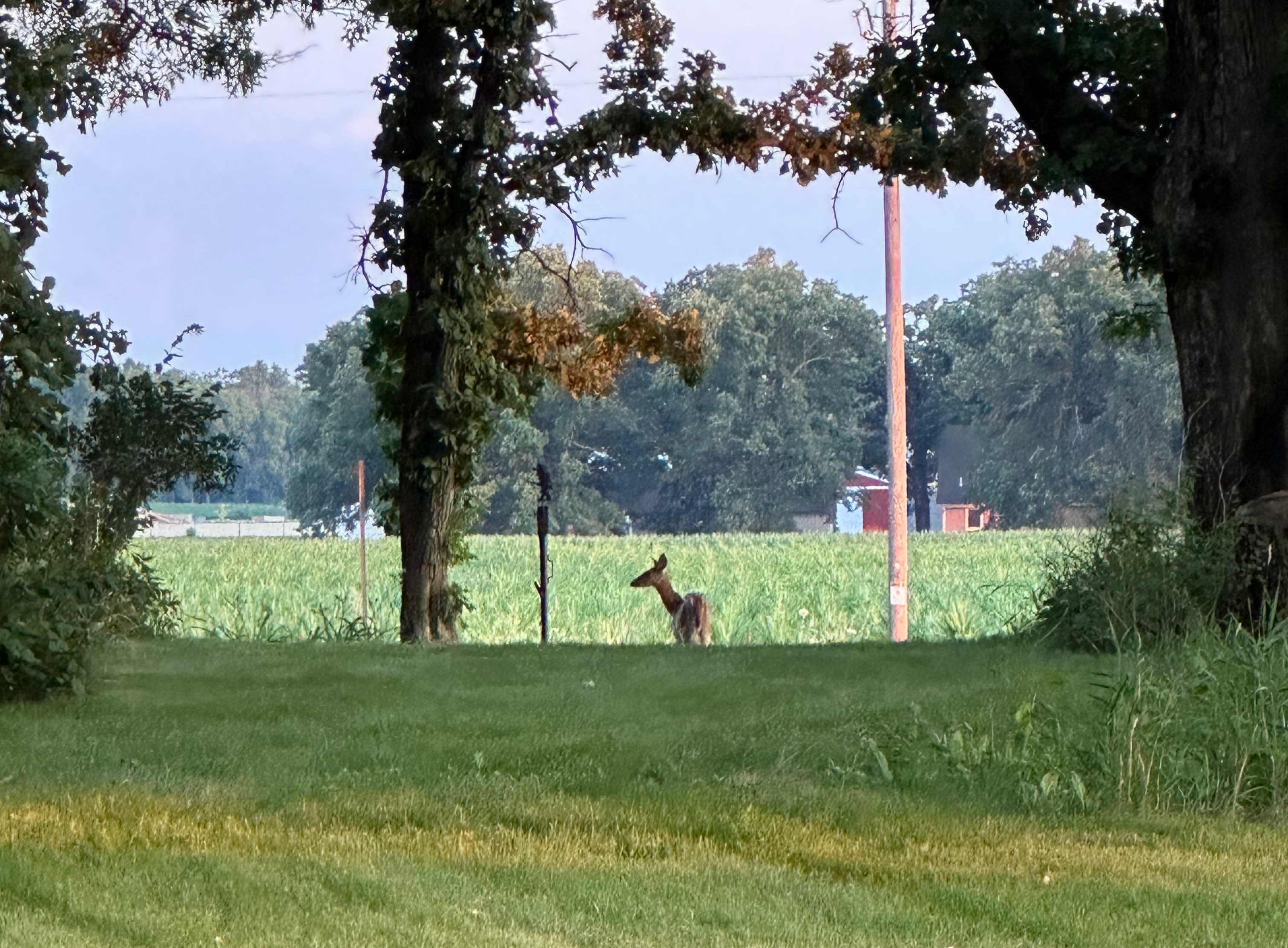 Roy's Acres