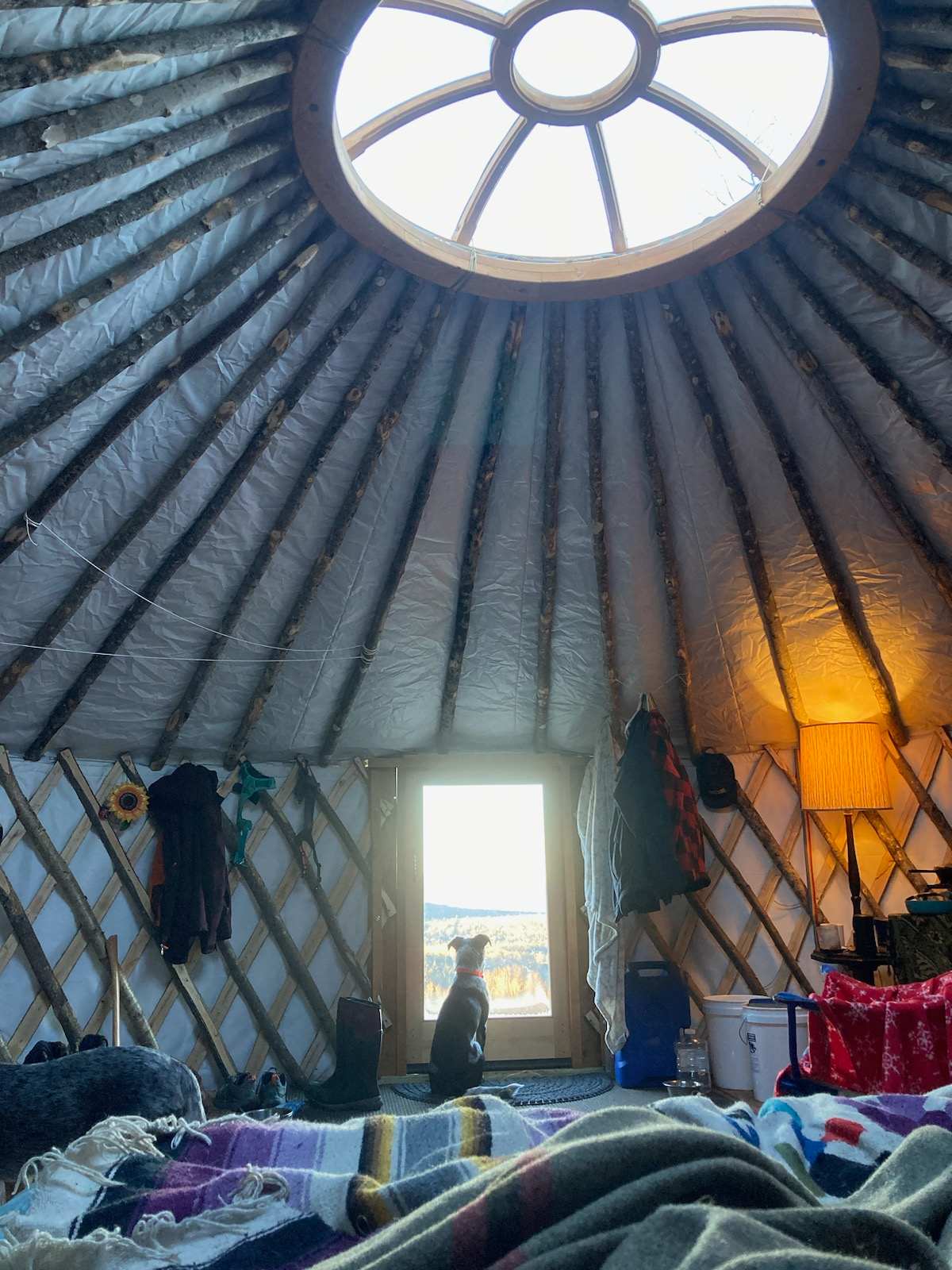 Buddy looking out the 20' yurt at Mt Cabot Maple in Lancaster, NH 45 minute drive north from Mountain View Gardens & Apiary.