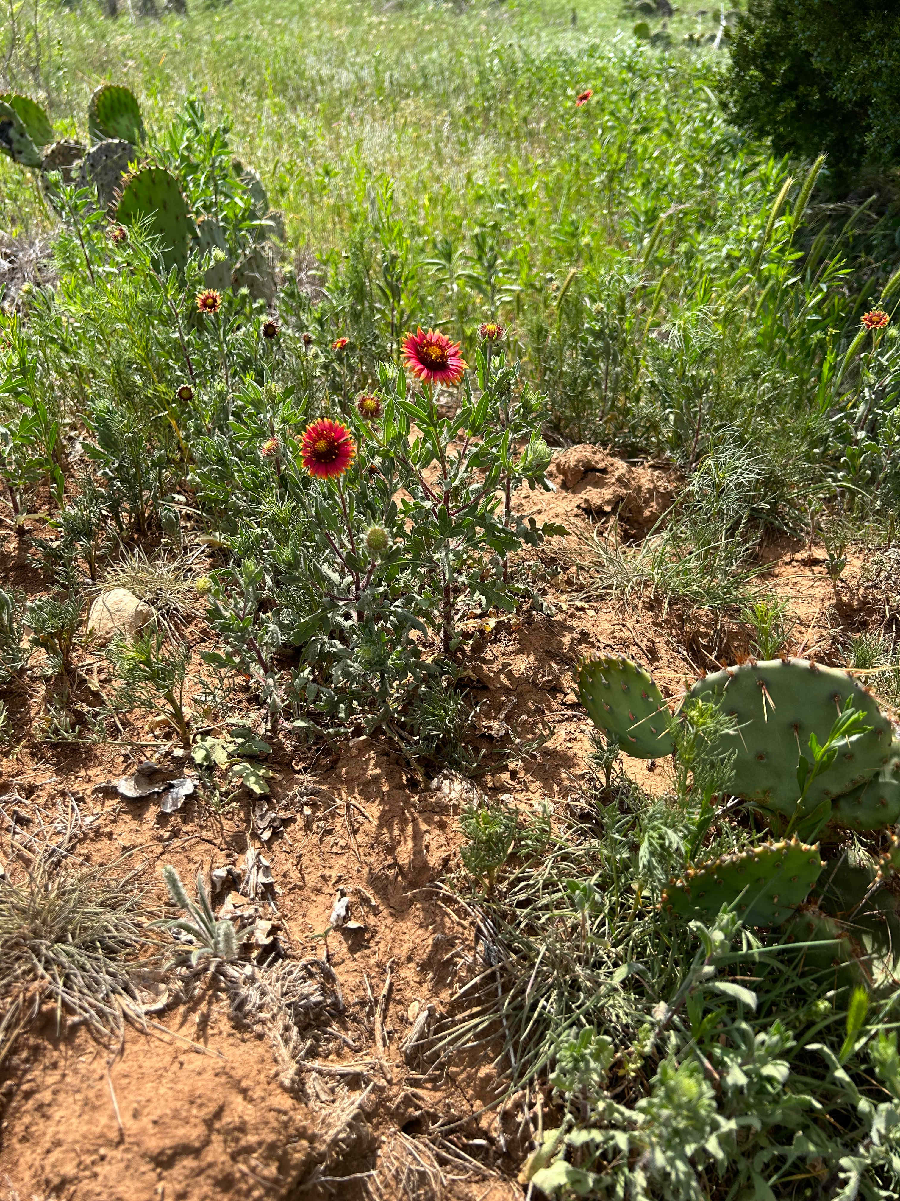 Nopalera Farm