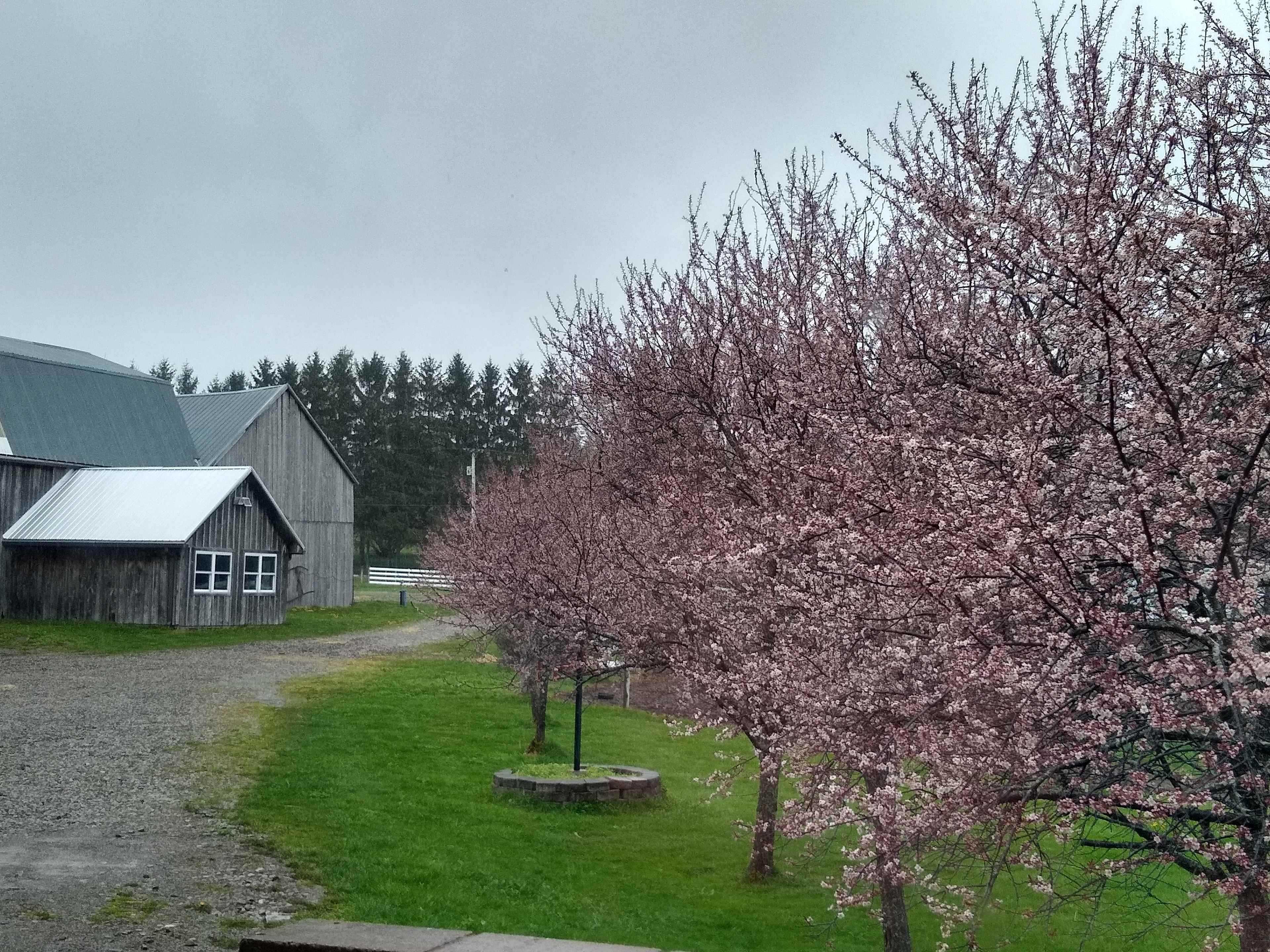 Plum trees