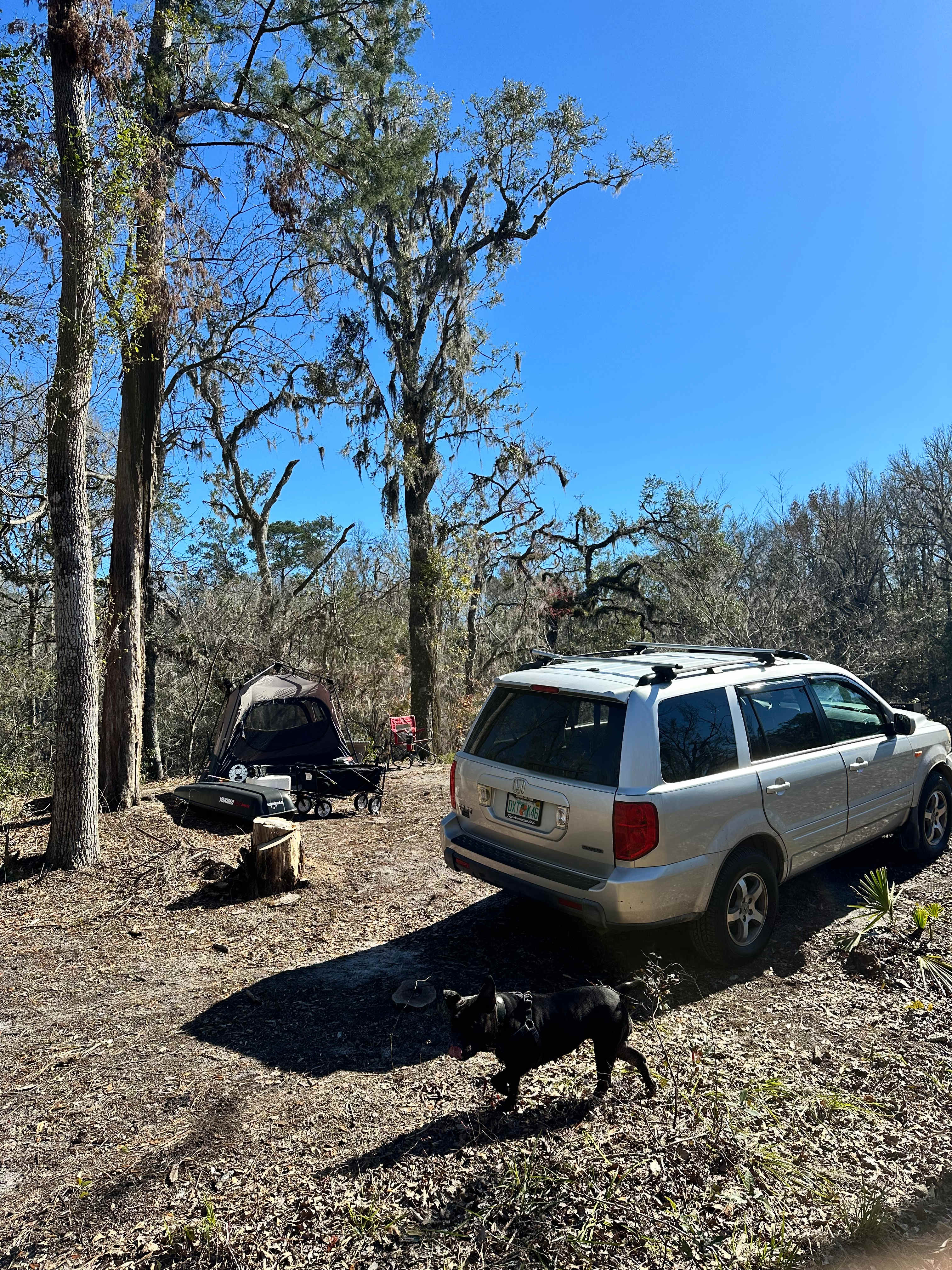 Suwannee Glades