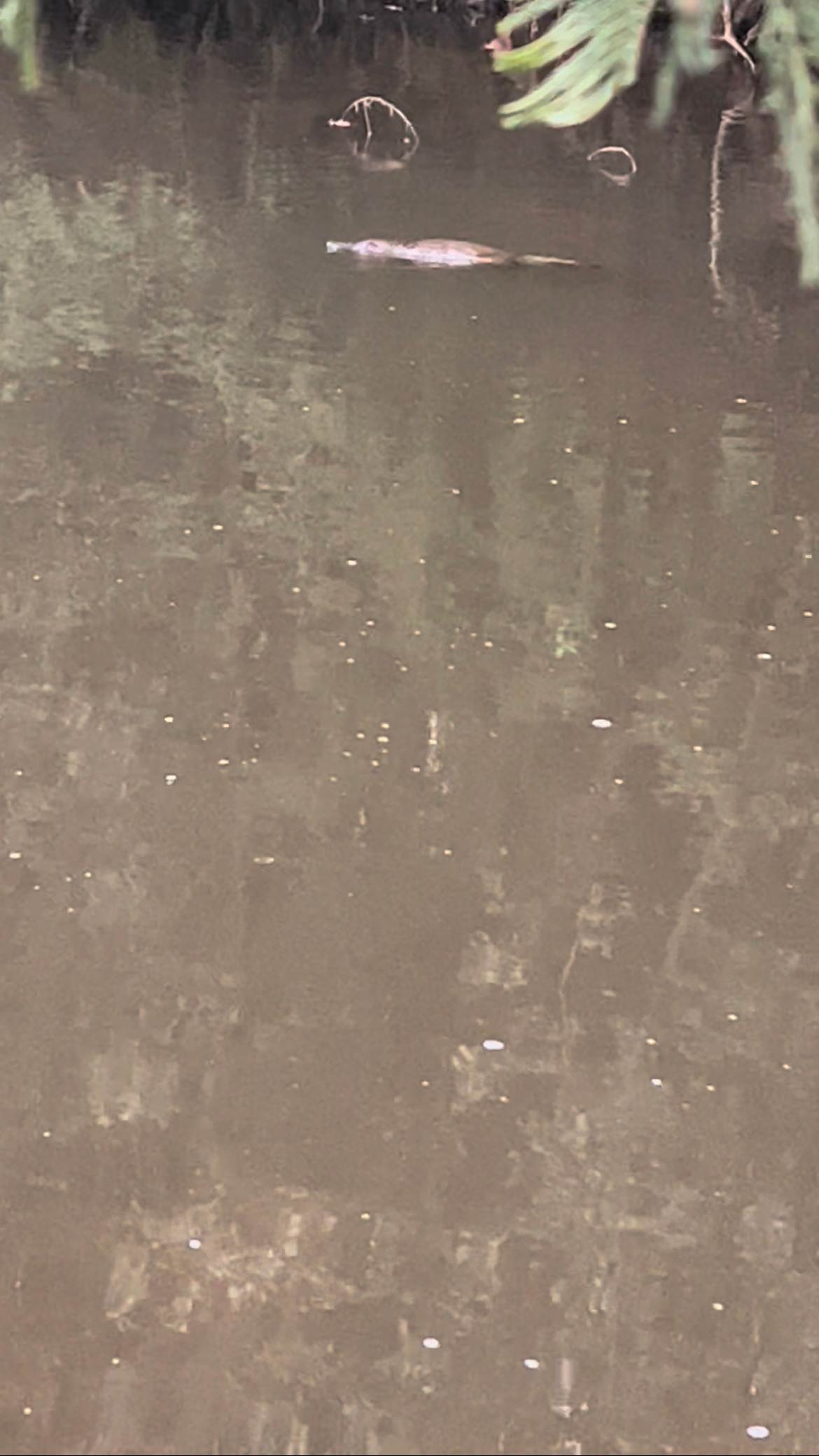 Duckbill Banks Camp & Hot Tub