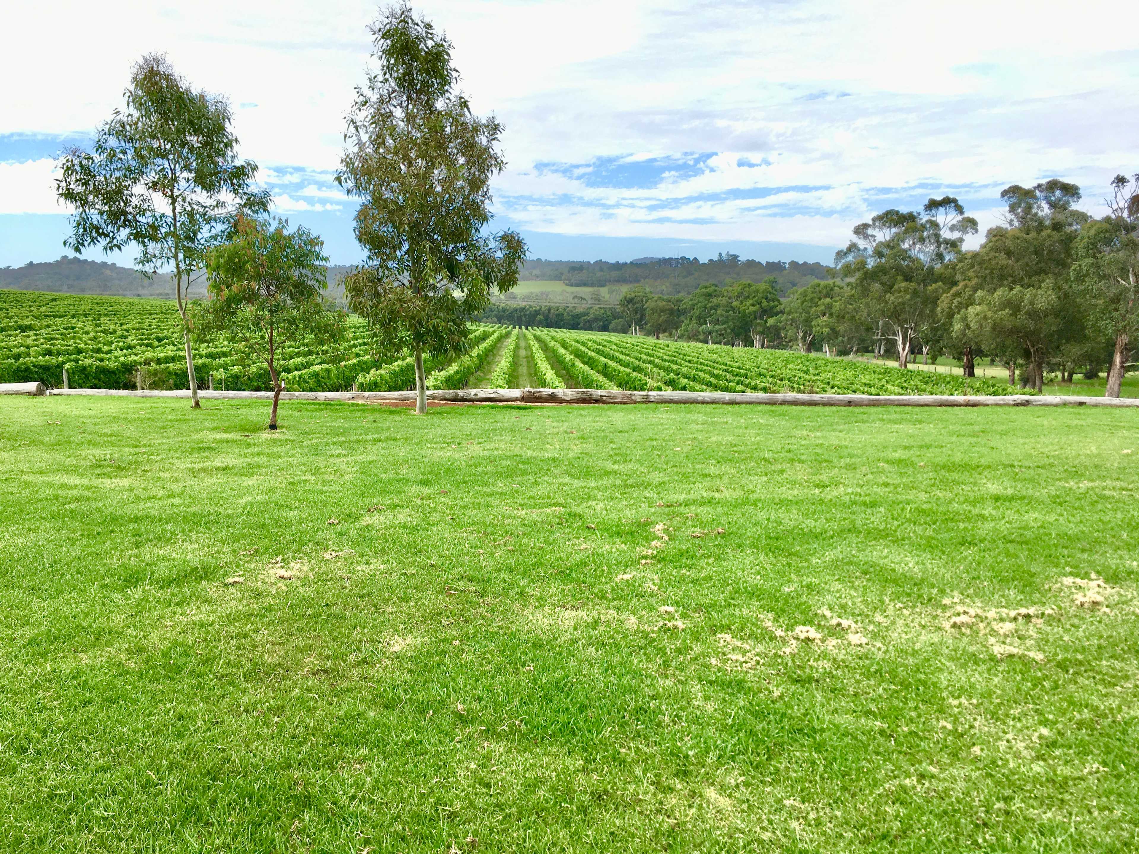 Yarra Valley Vineyard Views