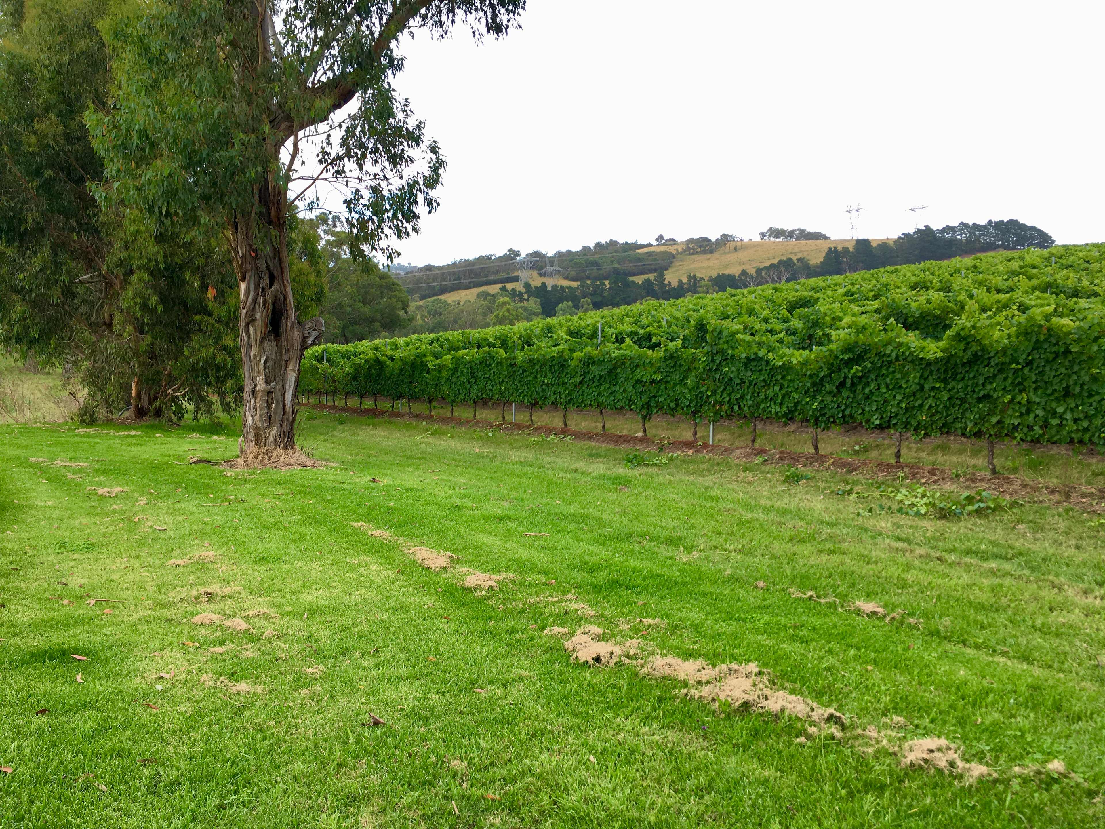 Yarra Valley Vineyard Views