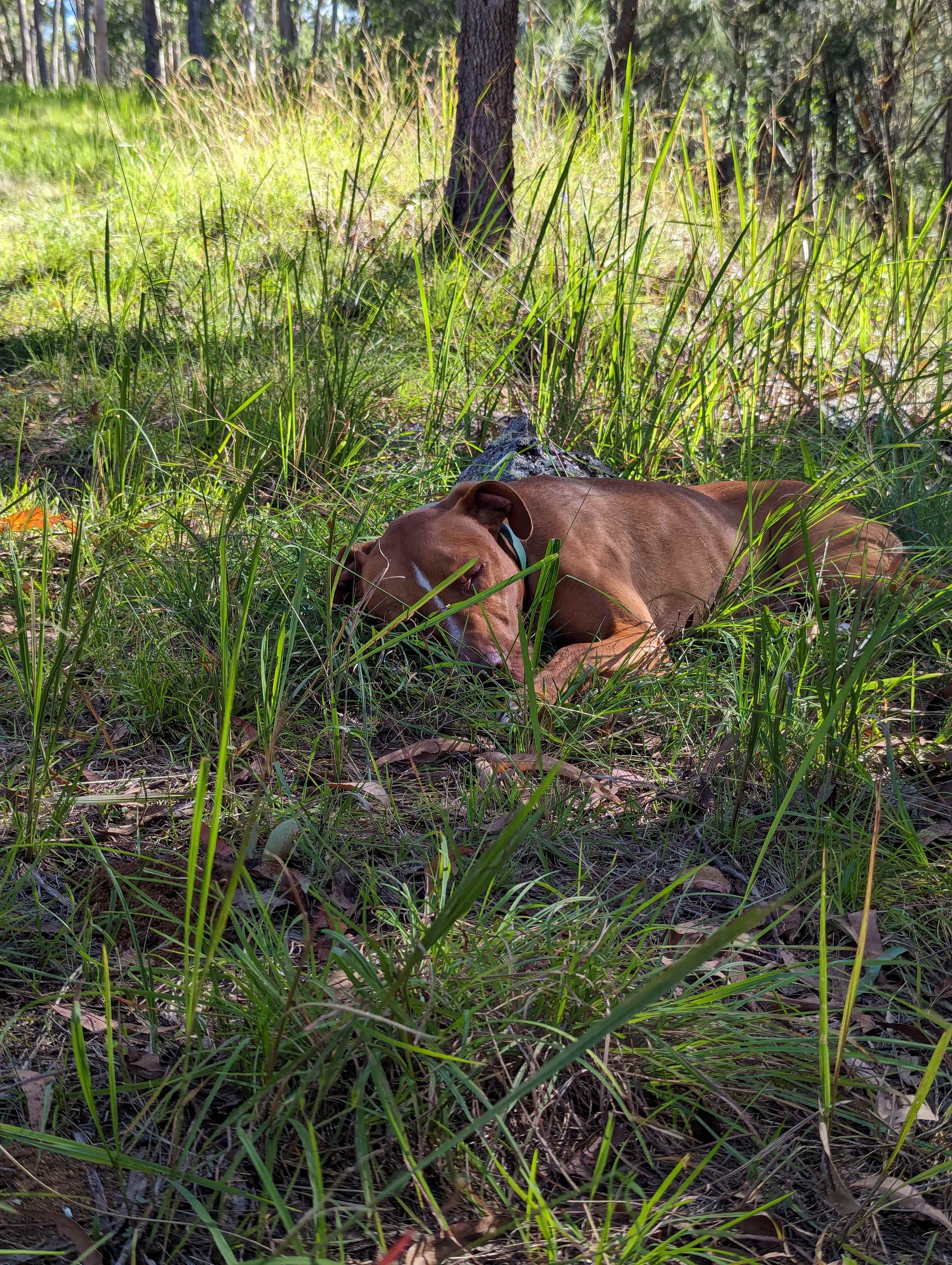 Blicks River Camping
