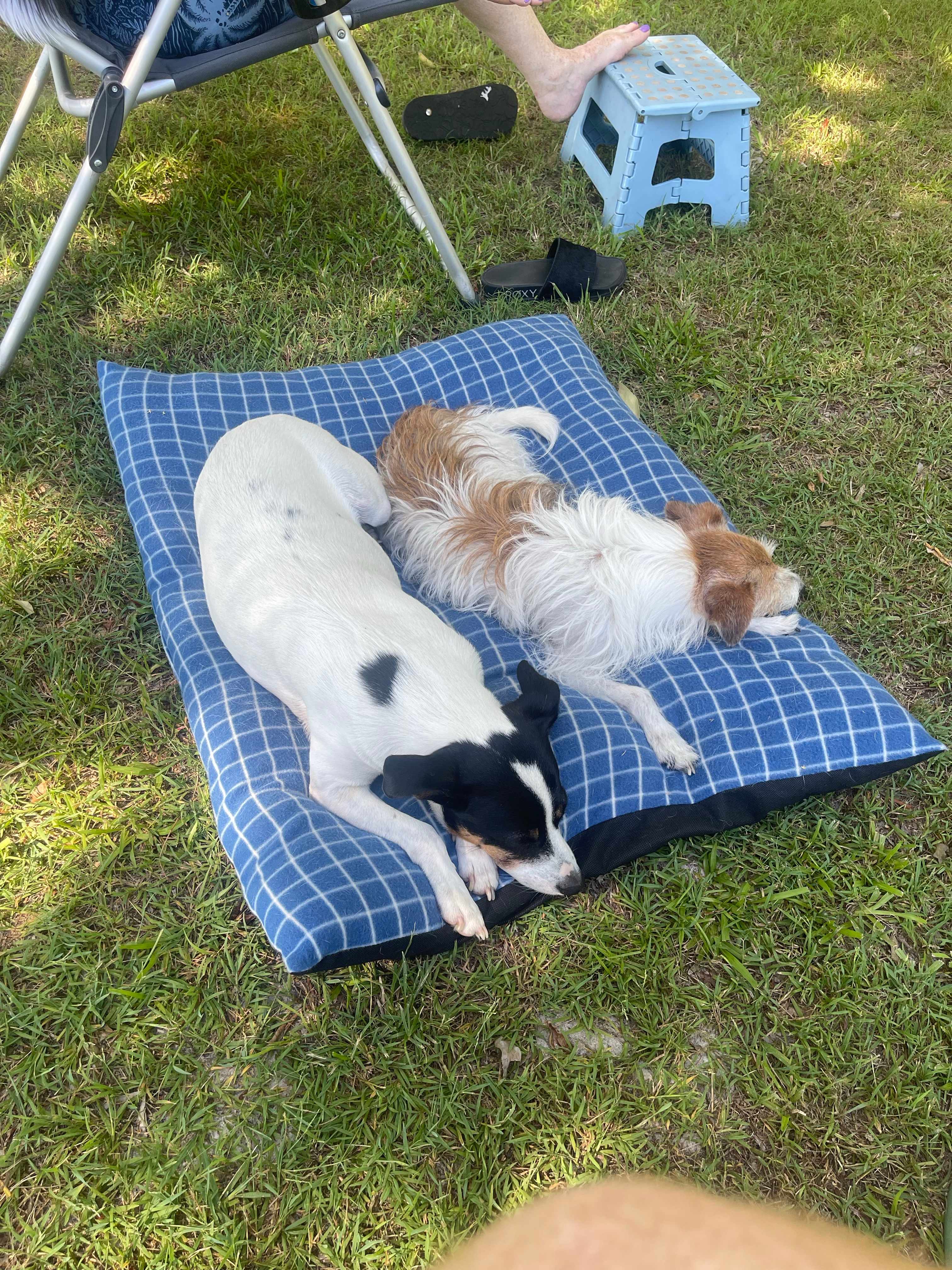 Racecourse Camping