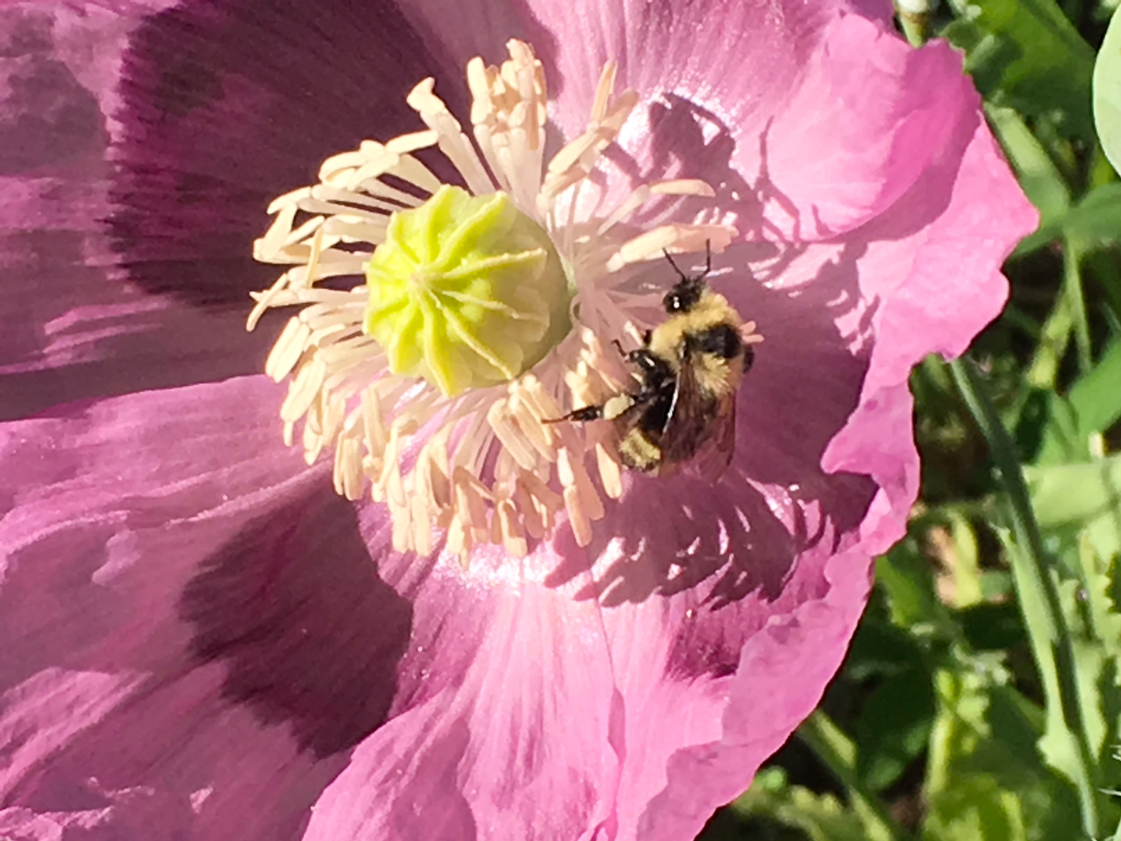 Appledale Mountain Garden