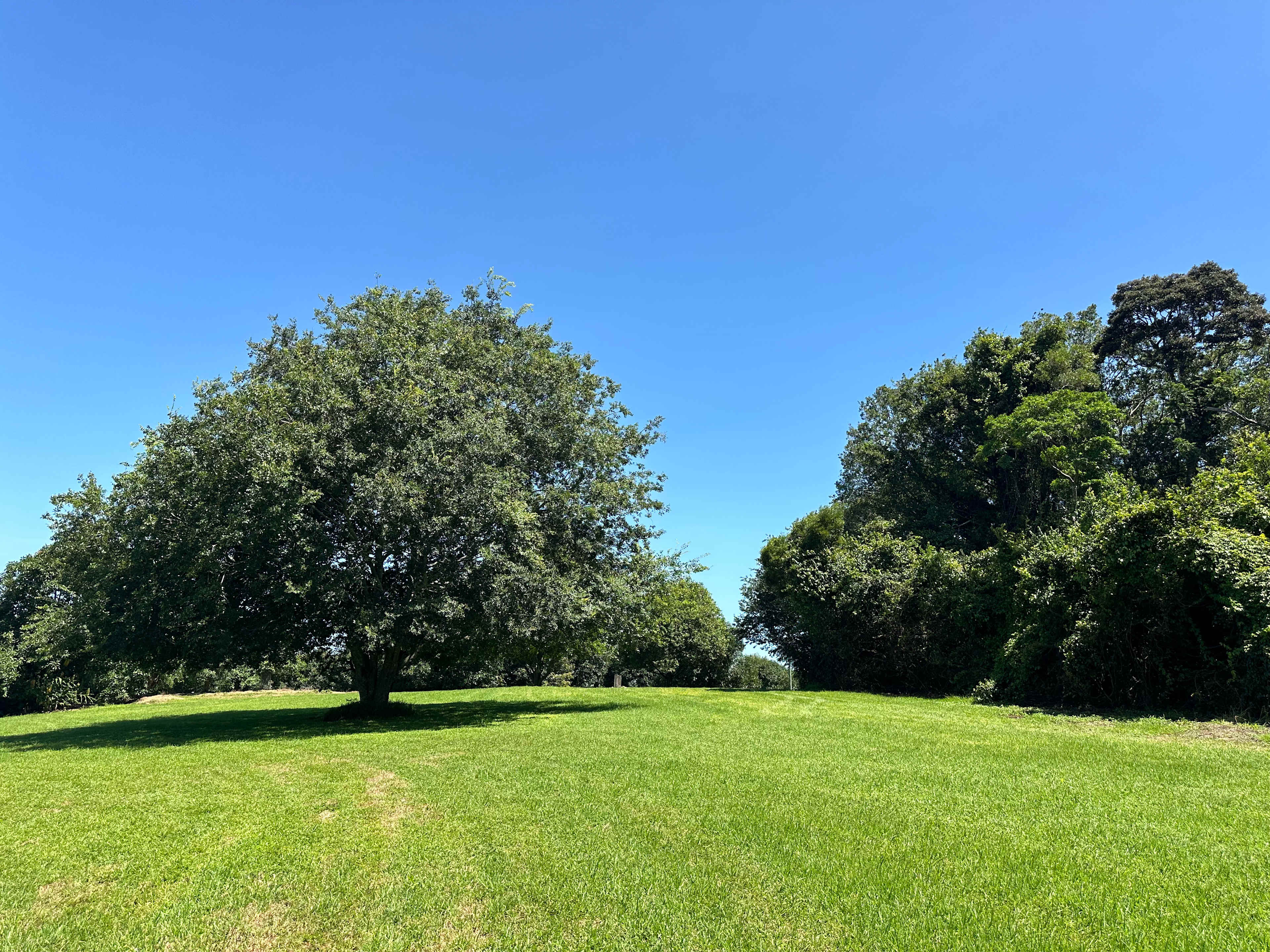 Tremayne - The Old Avocado Farm