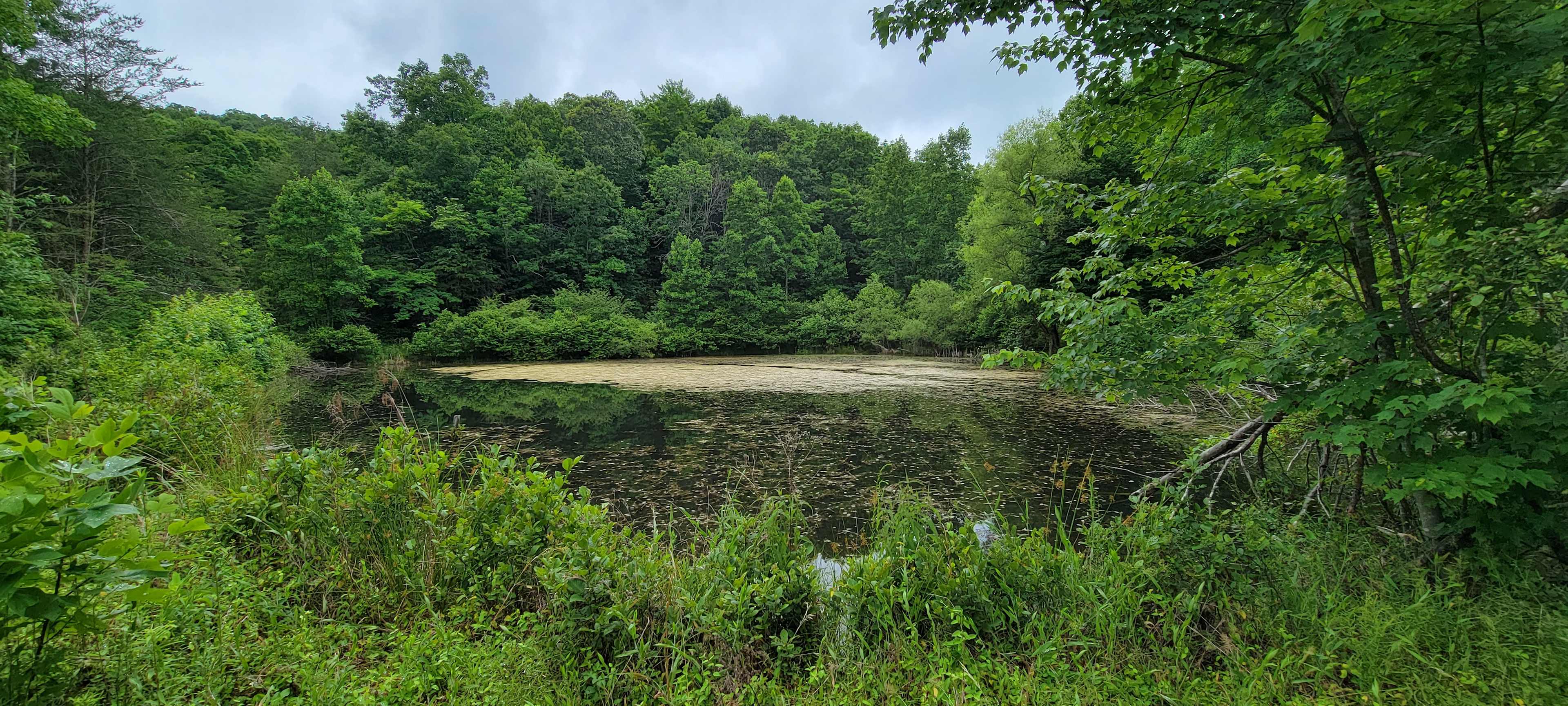 Take a Hike on a Wild side! Camping