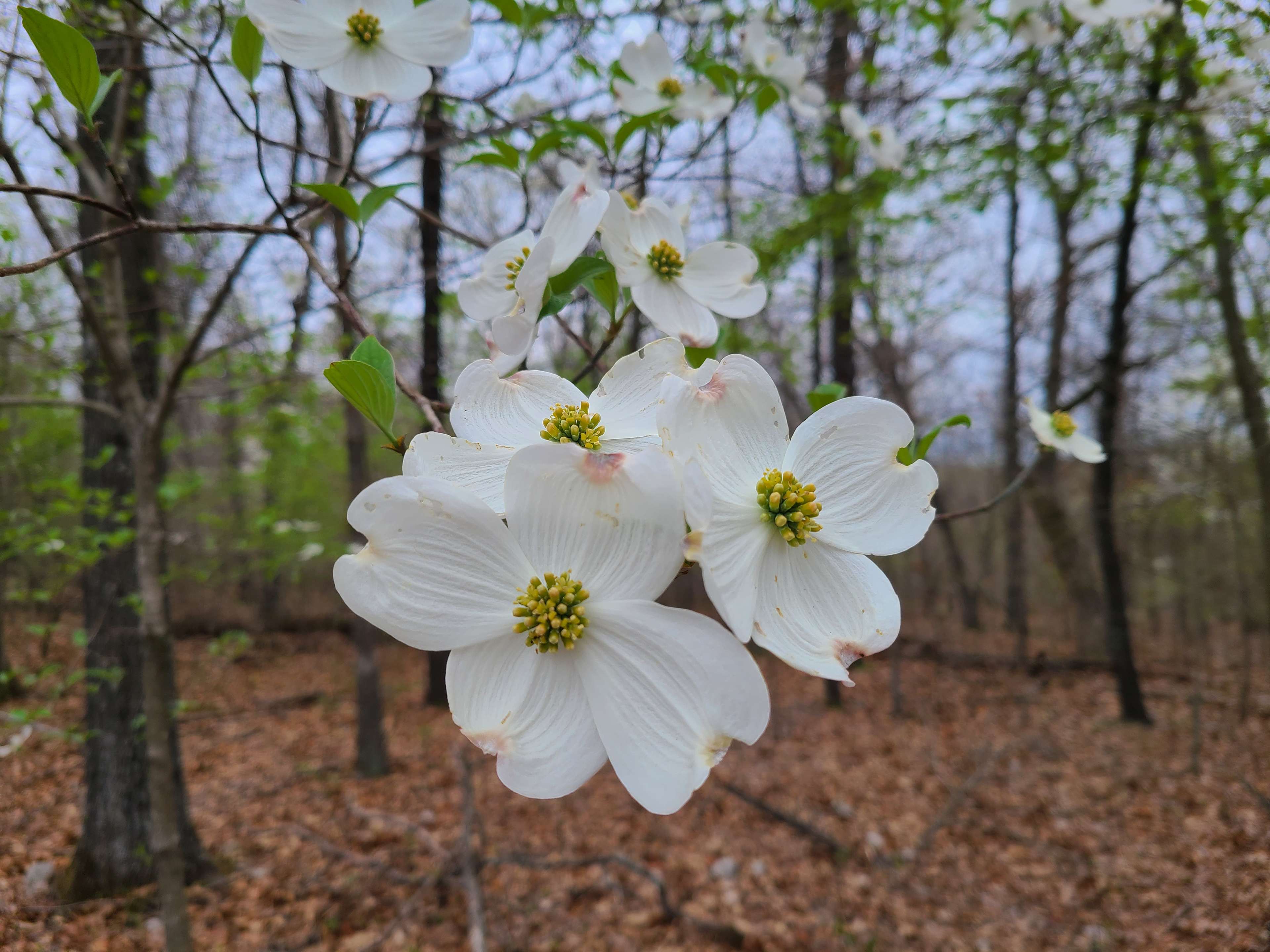 Lots of dogwoods in the spring.