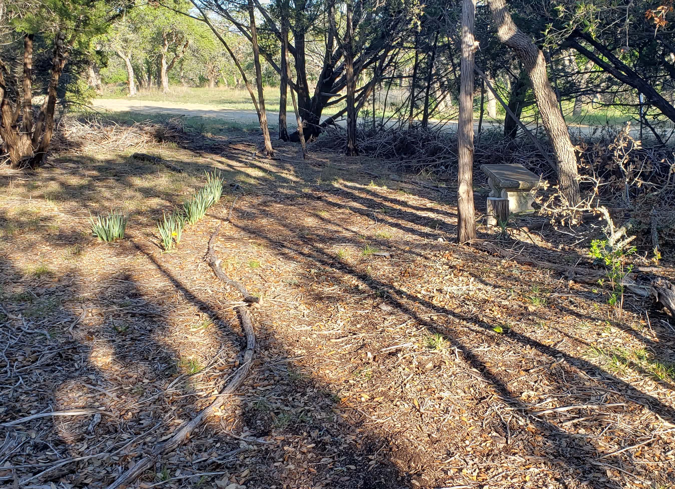 Walking path with a bench in the shade