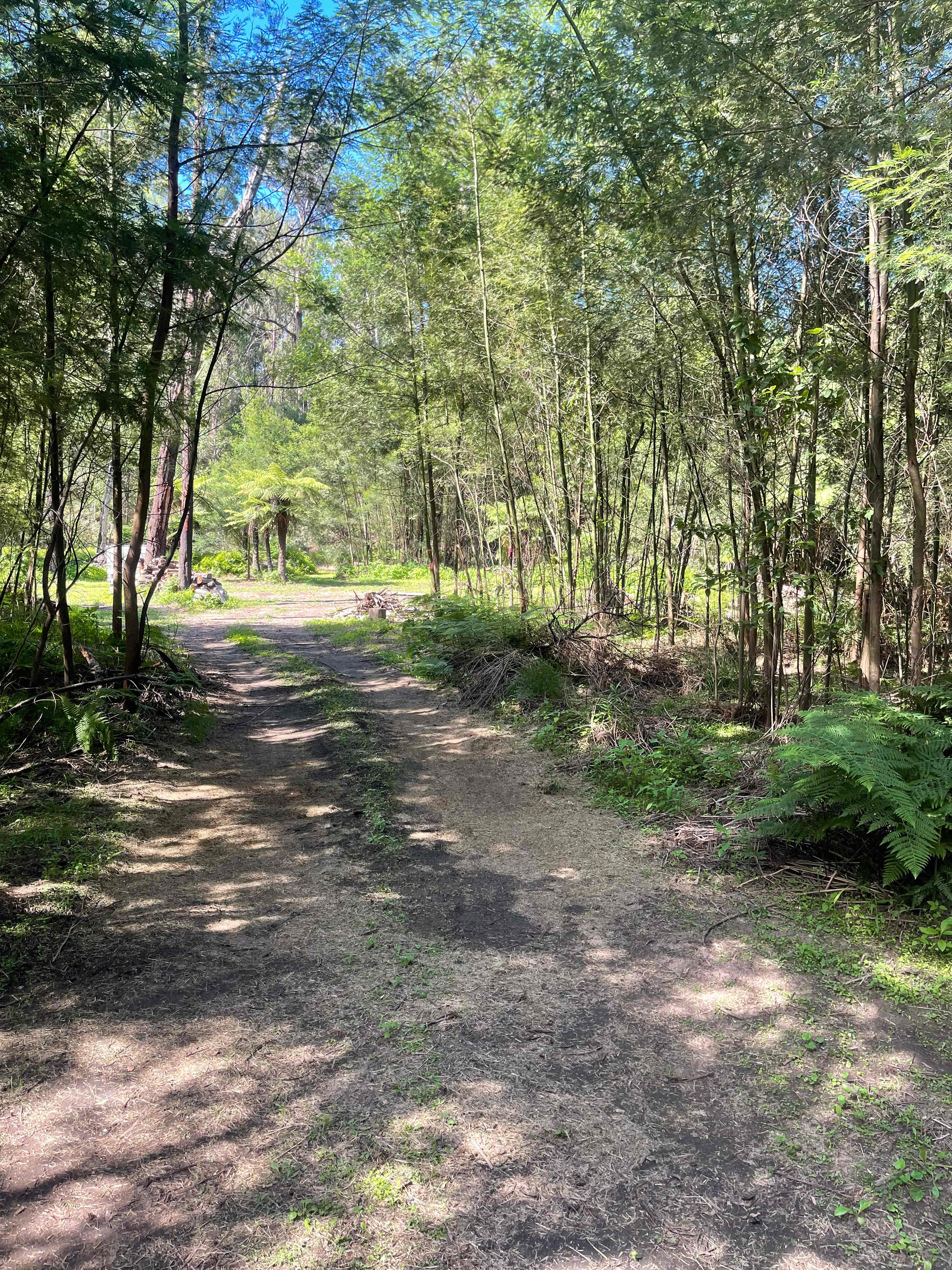 Fern Gully Campsite