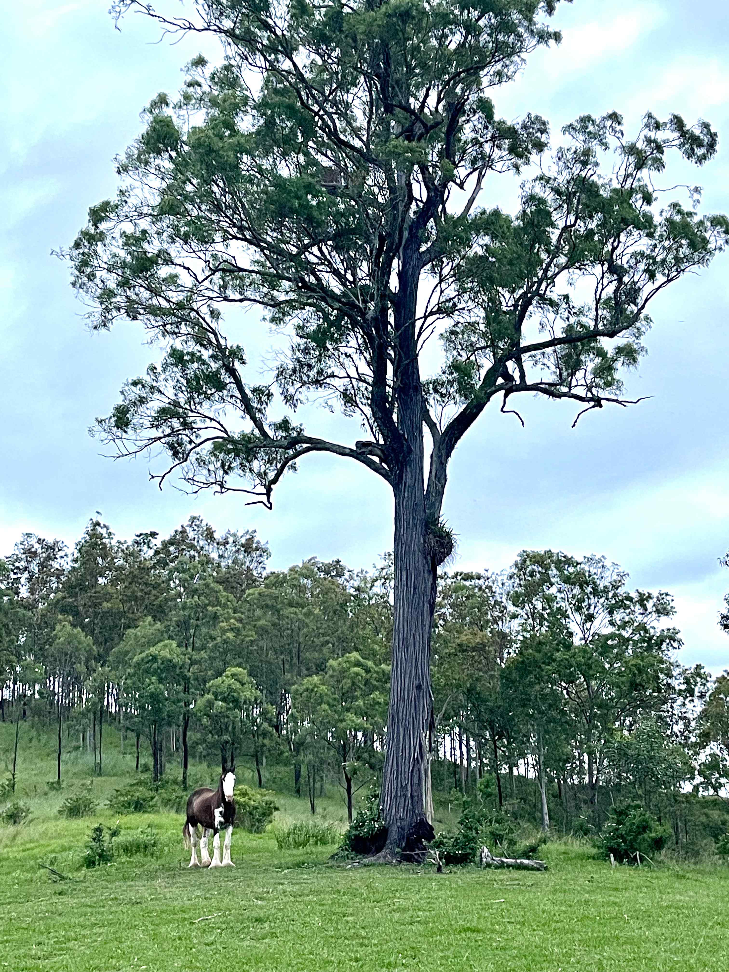 The Ranch on Clarence