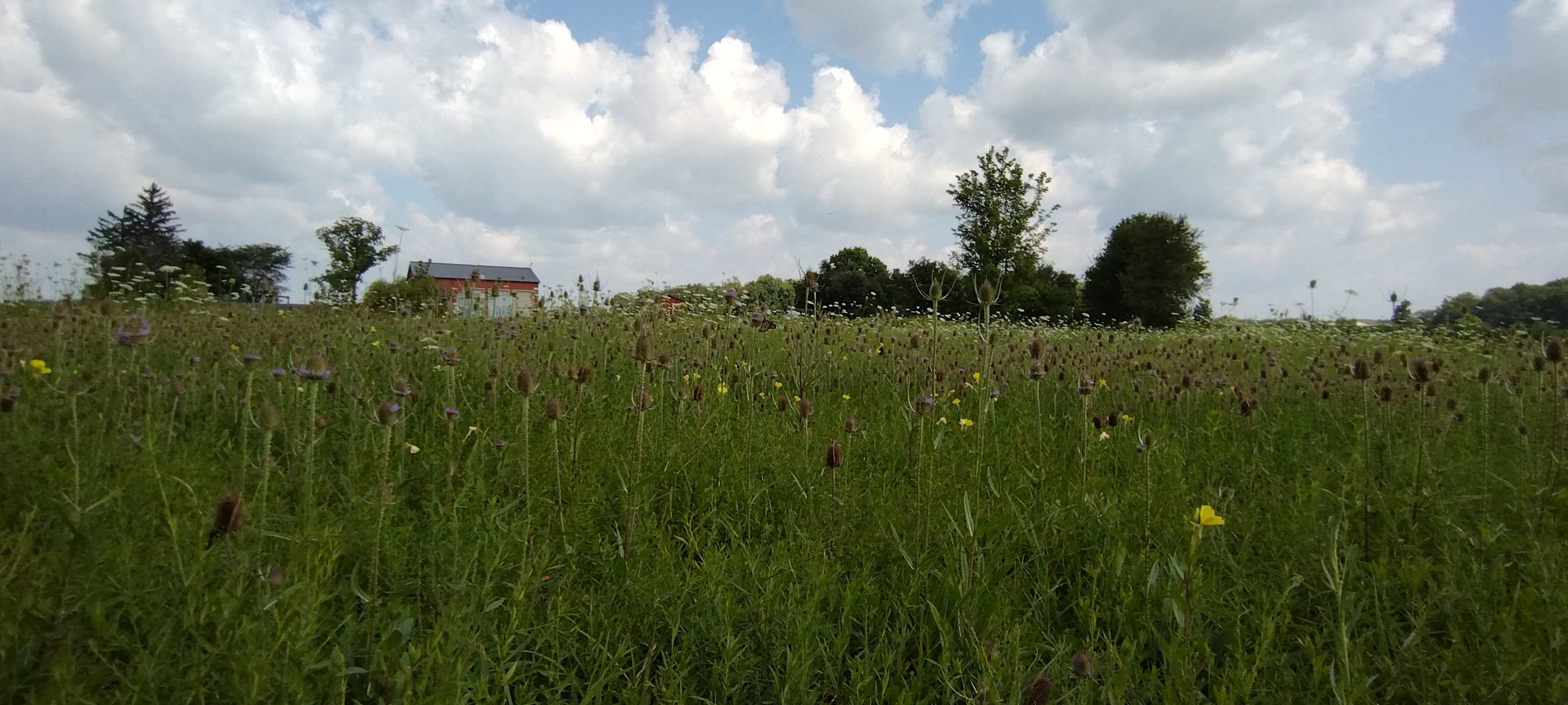 Orchard/Cidery/Meadery on 12 acres!