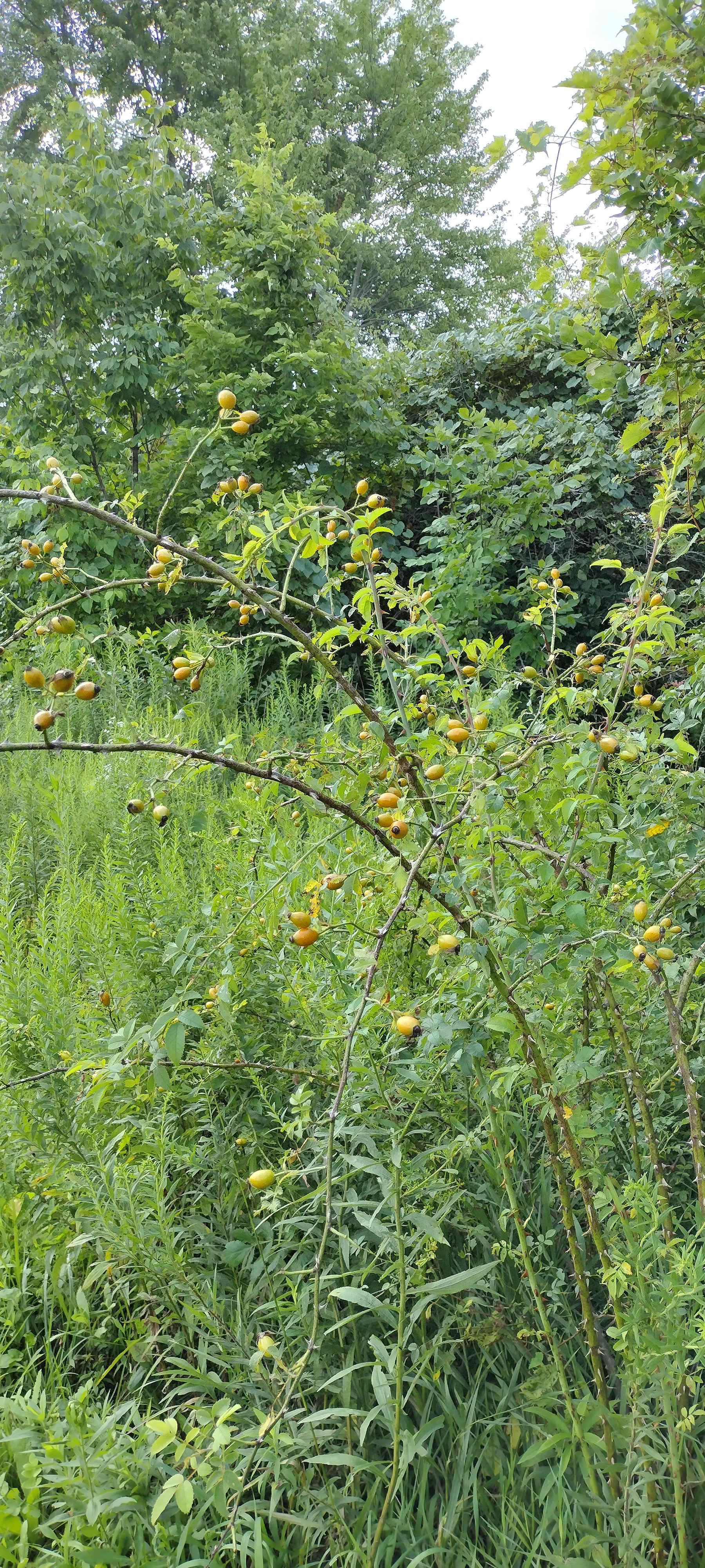 Orchard/Cidery/Meadery on 12 acres!