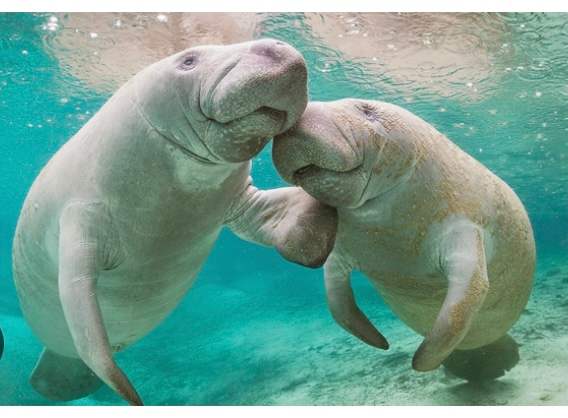 Sea Cow Campground <3