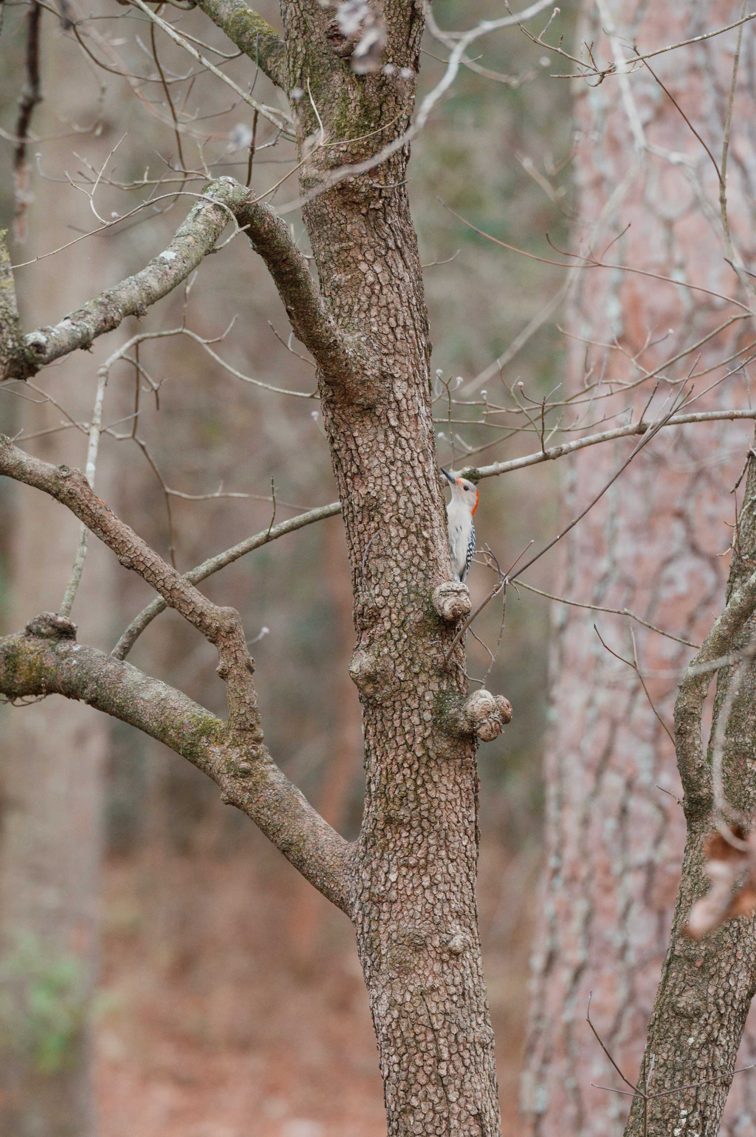 Woodpecker right off the porch, also 25+ other birds seen in the span of an hour.