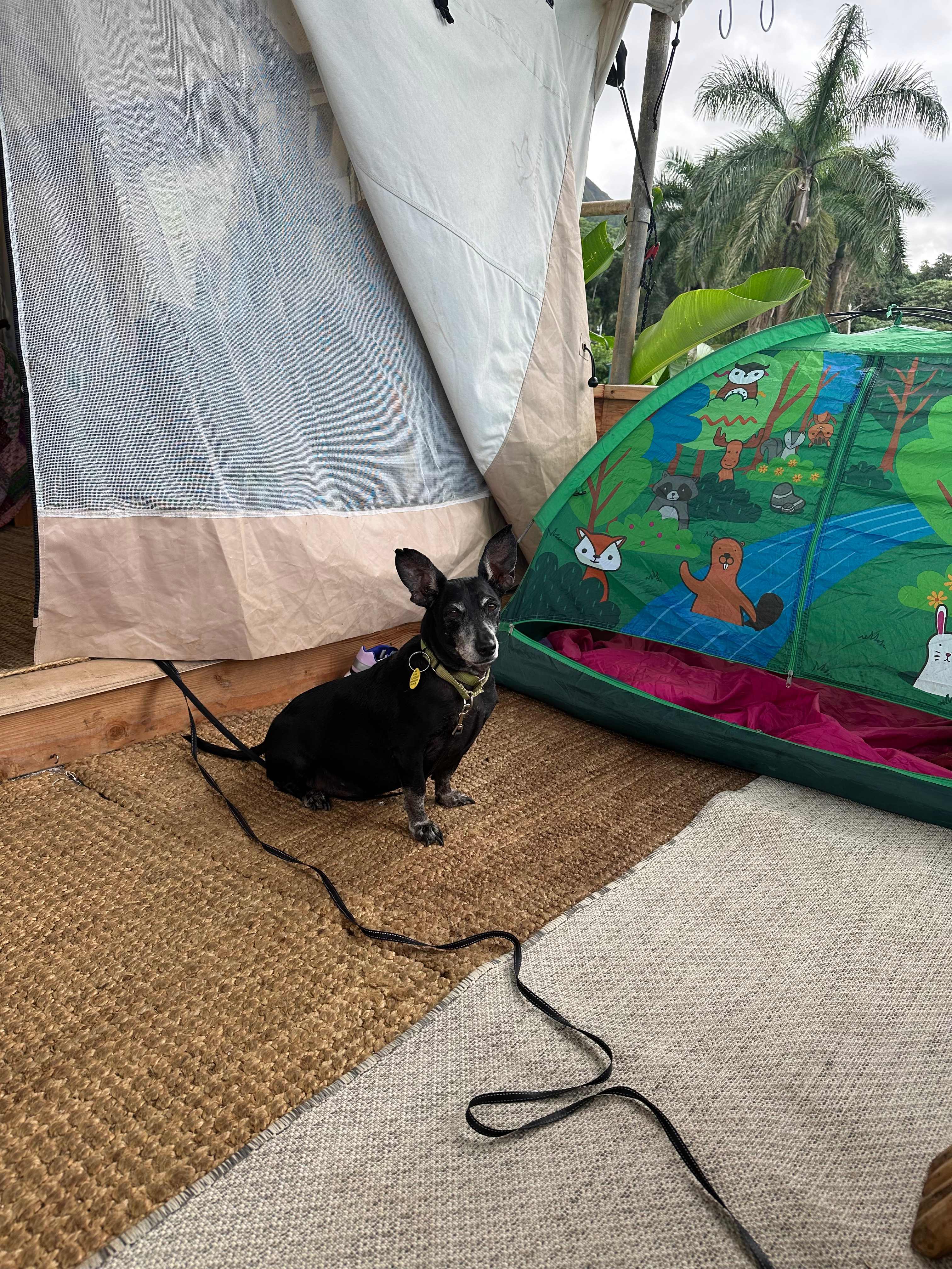 Doggy friendly