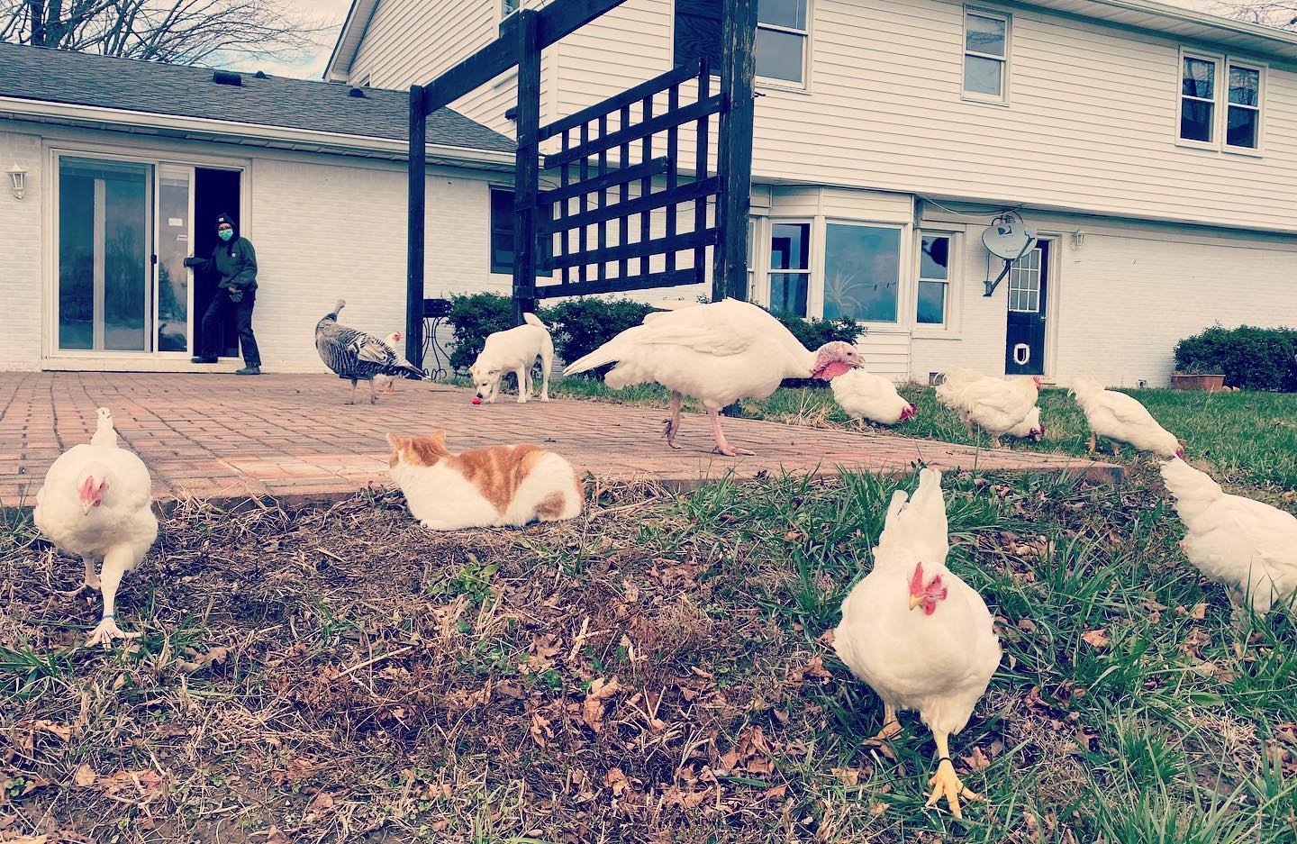 Peak Animal Sanctuary