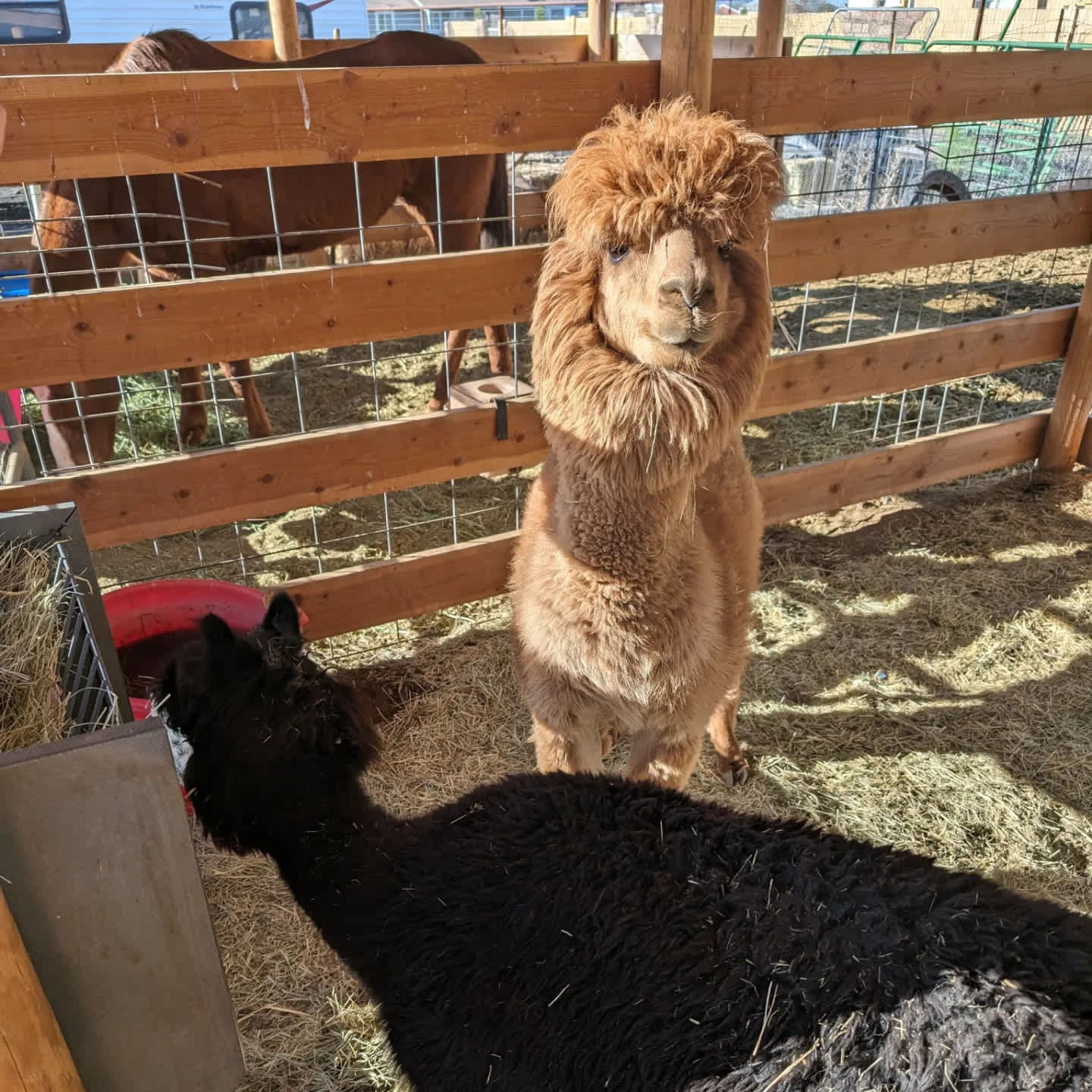 Kinsey Kountry Farm