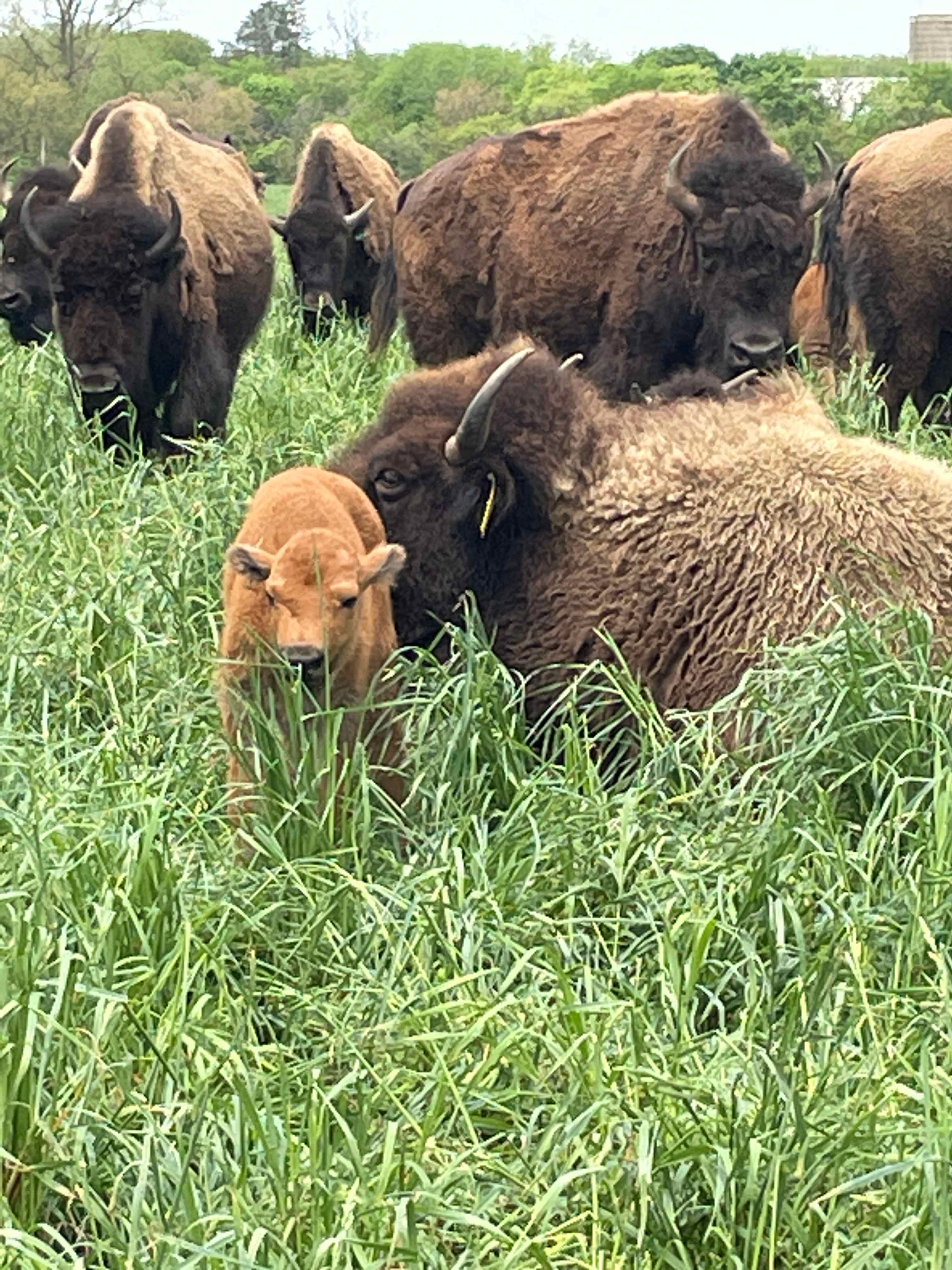 Bracy Gold Bison Ranch
