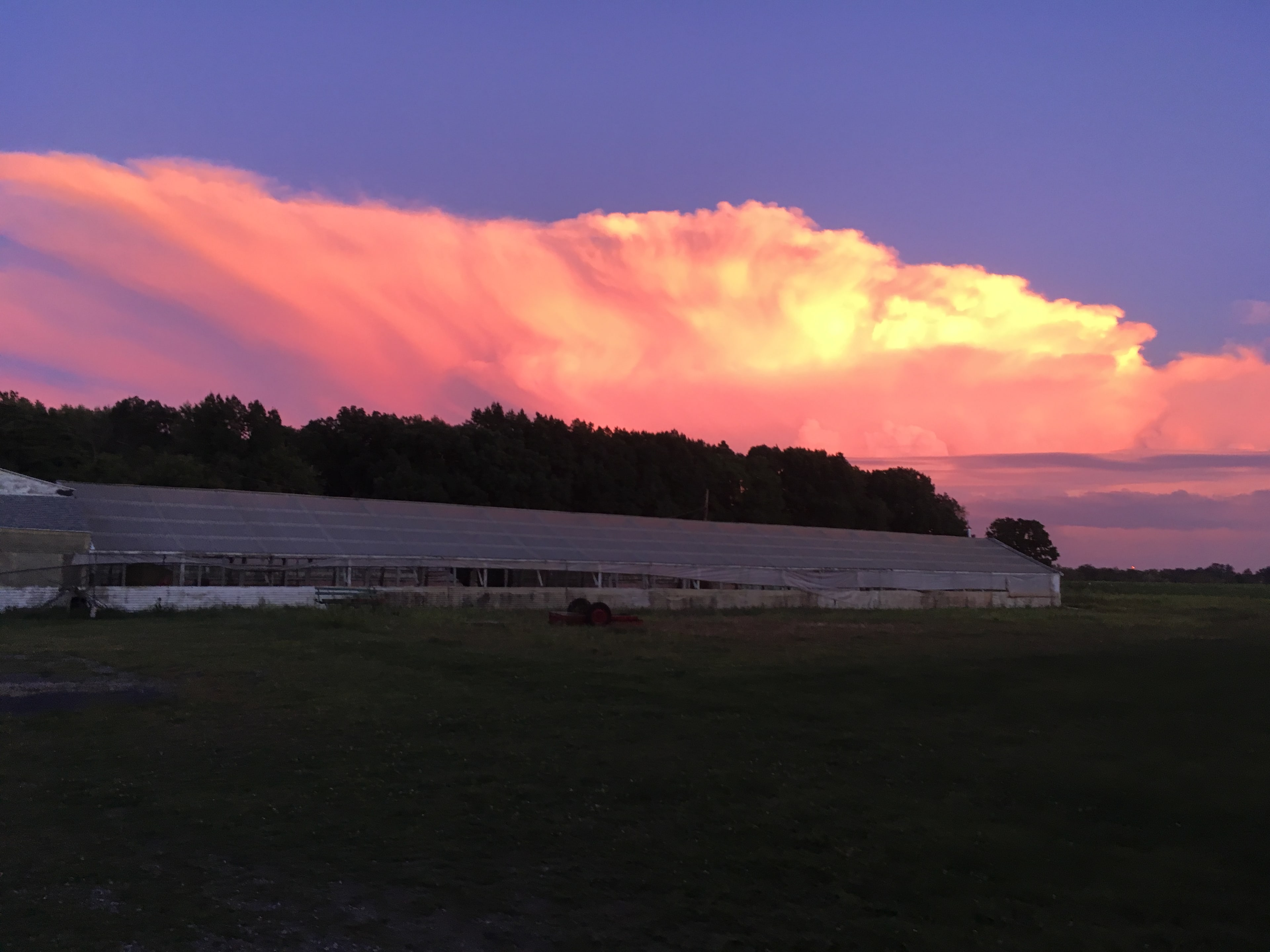 Bracy Gold Bison Ranch