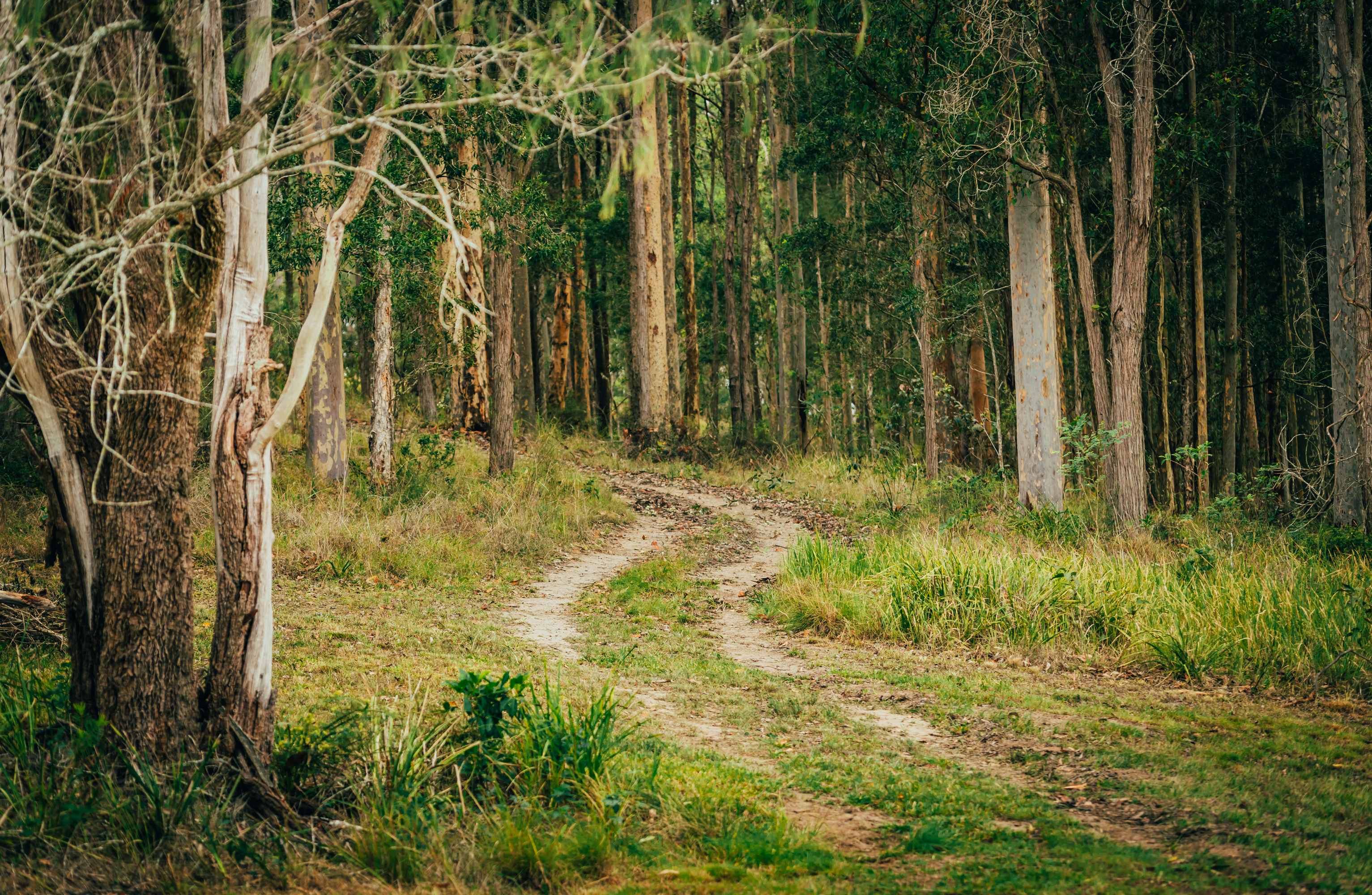 Track that takes you to the campground