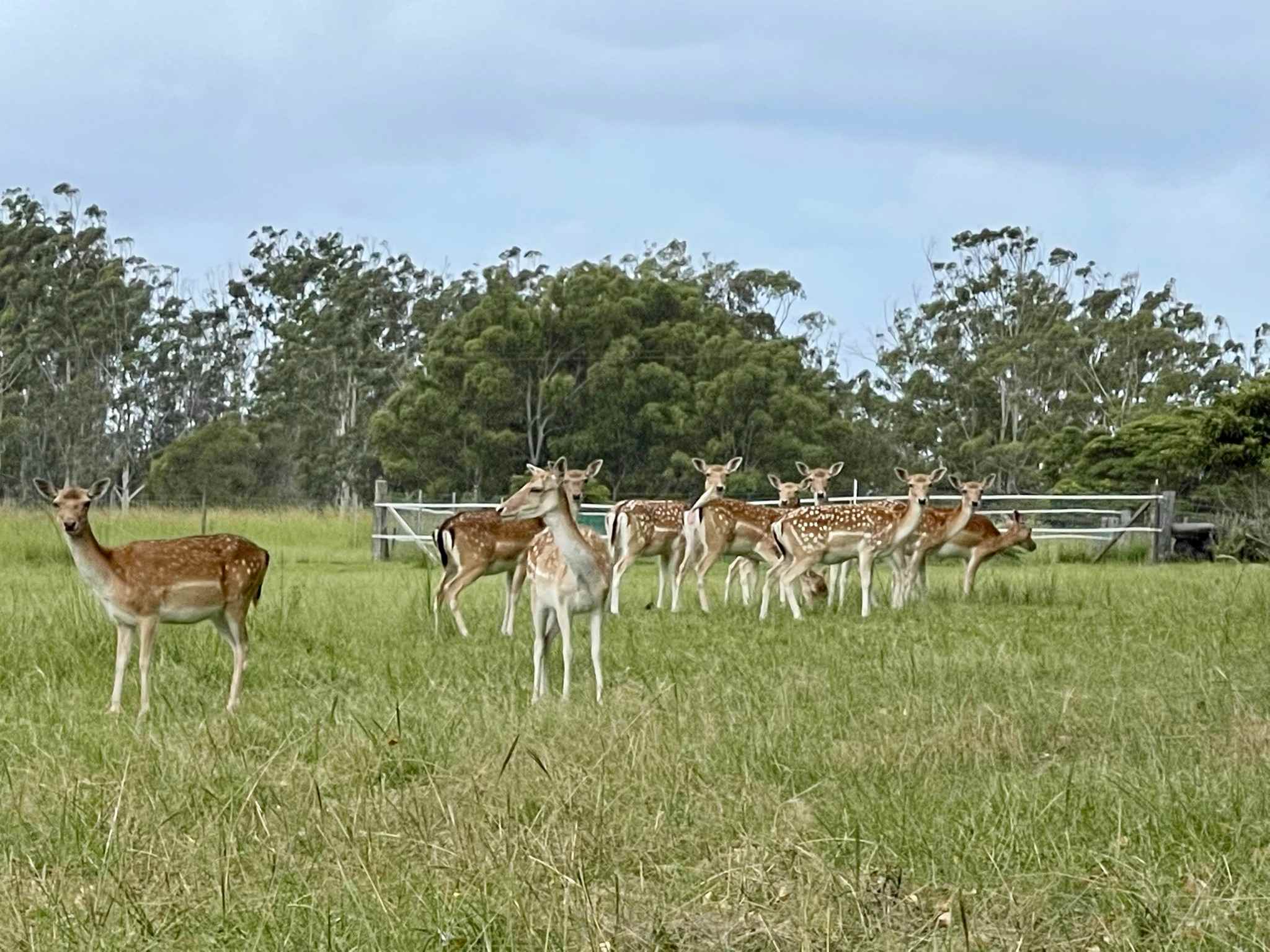 Diamond Park Campsite
