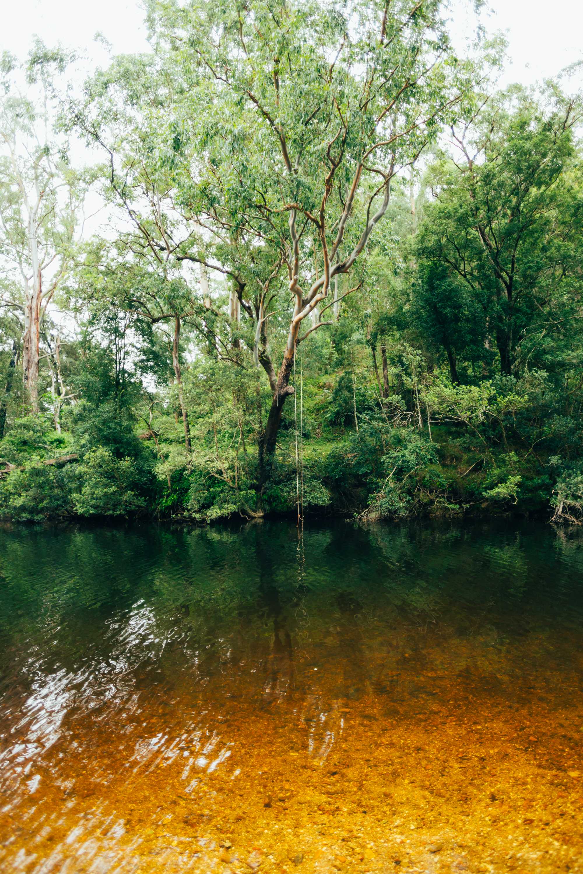Rope swing at the 'Junction' site