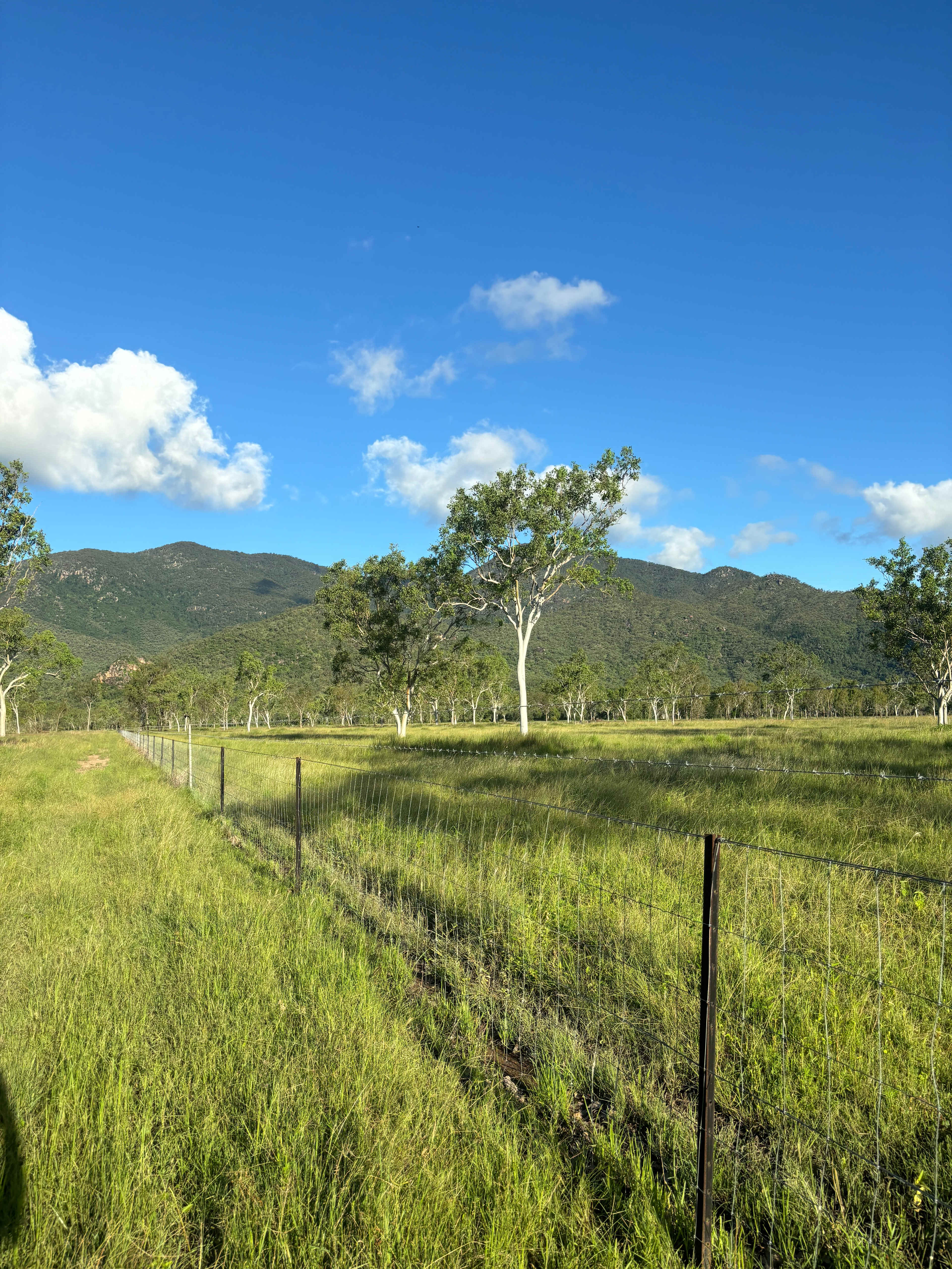 Mountview Farm Stay and Poodles