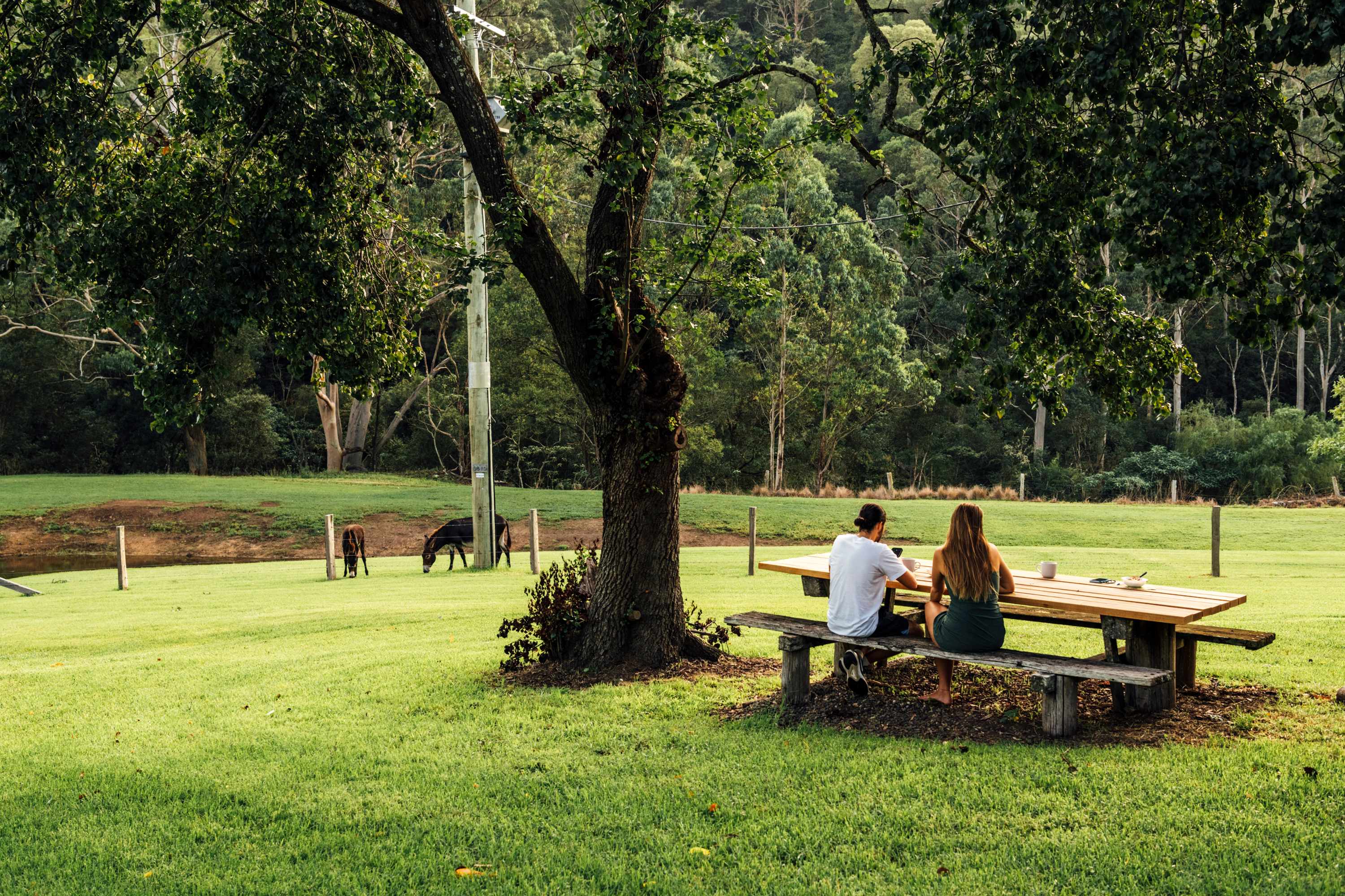 Took our morning coffee outside to the picnic table.