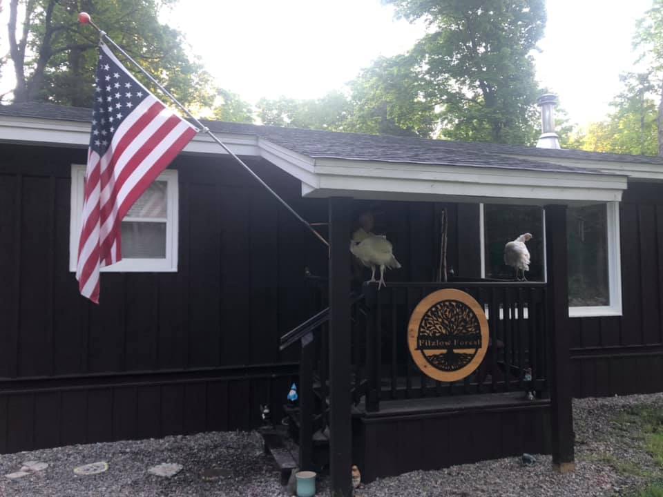 Our turkeys even love hanging out at the cabin!