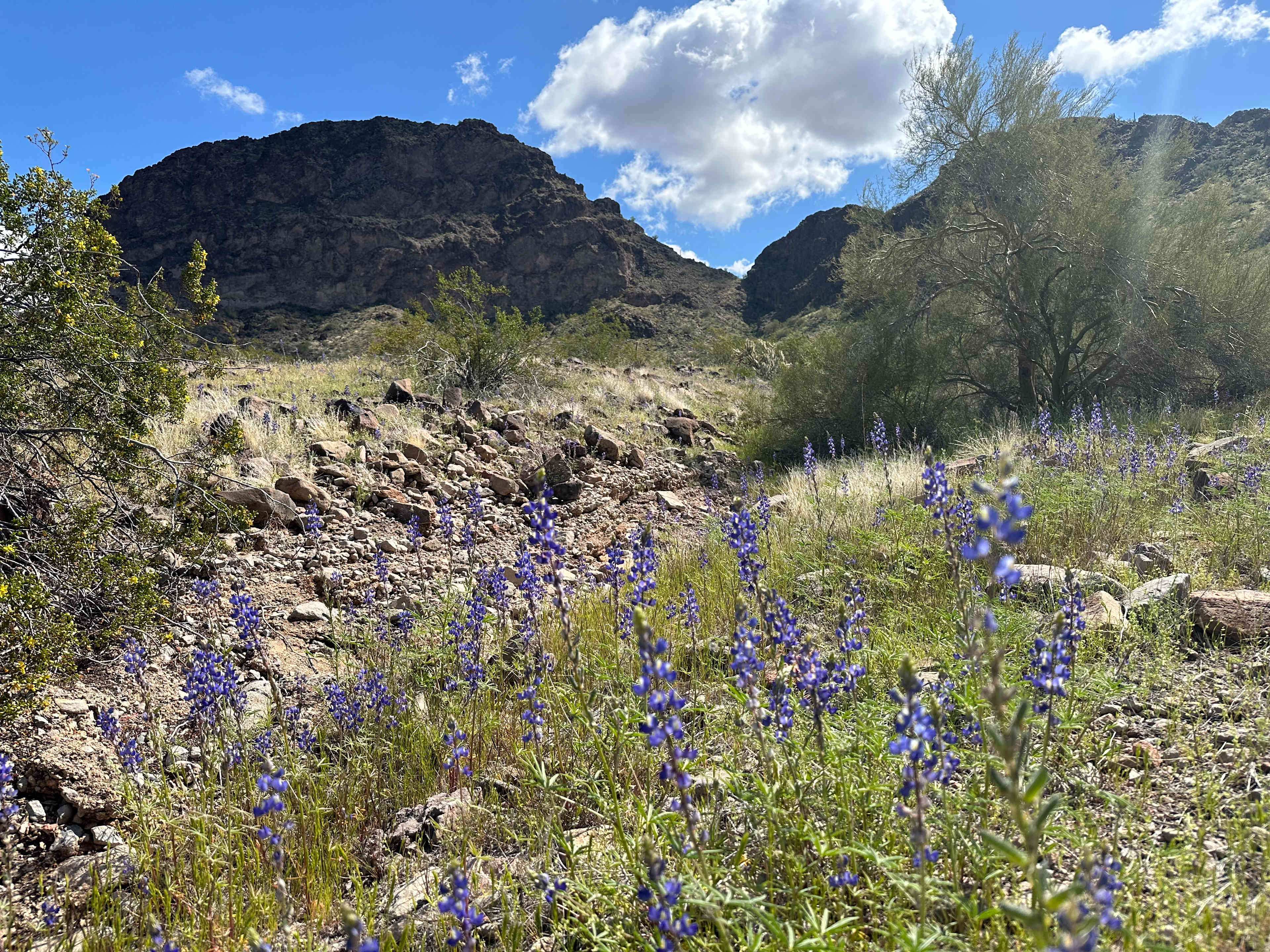 Saddle mountain is about 15 minutes away