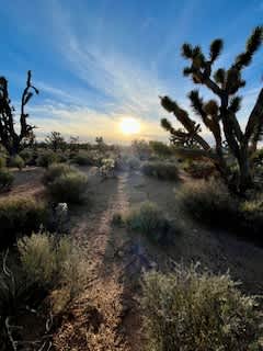 Sunrise in the park