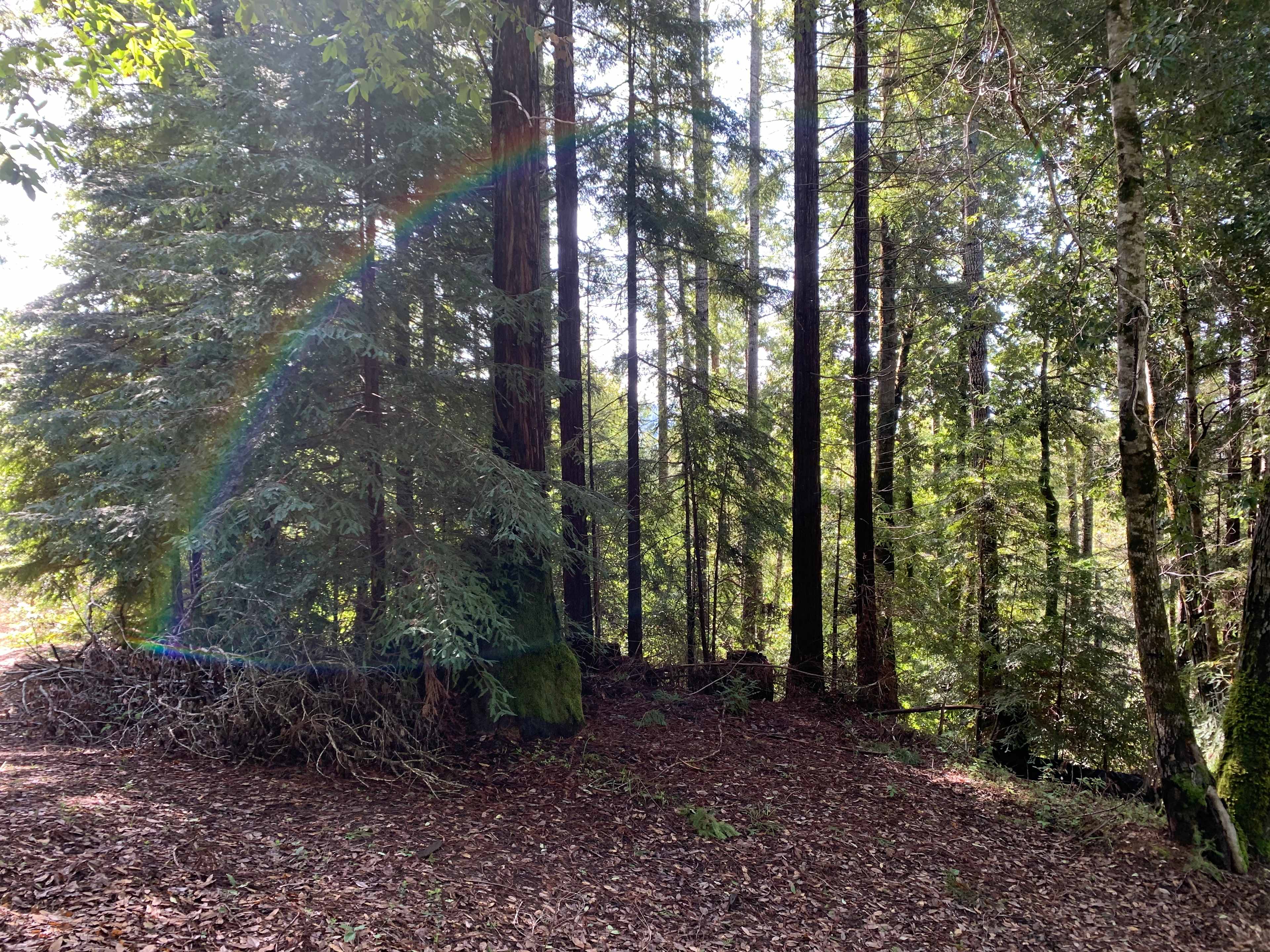 Comptche Matrix @ Sunny-land