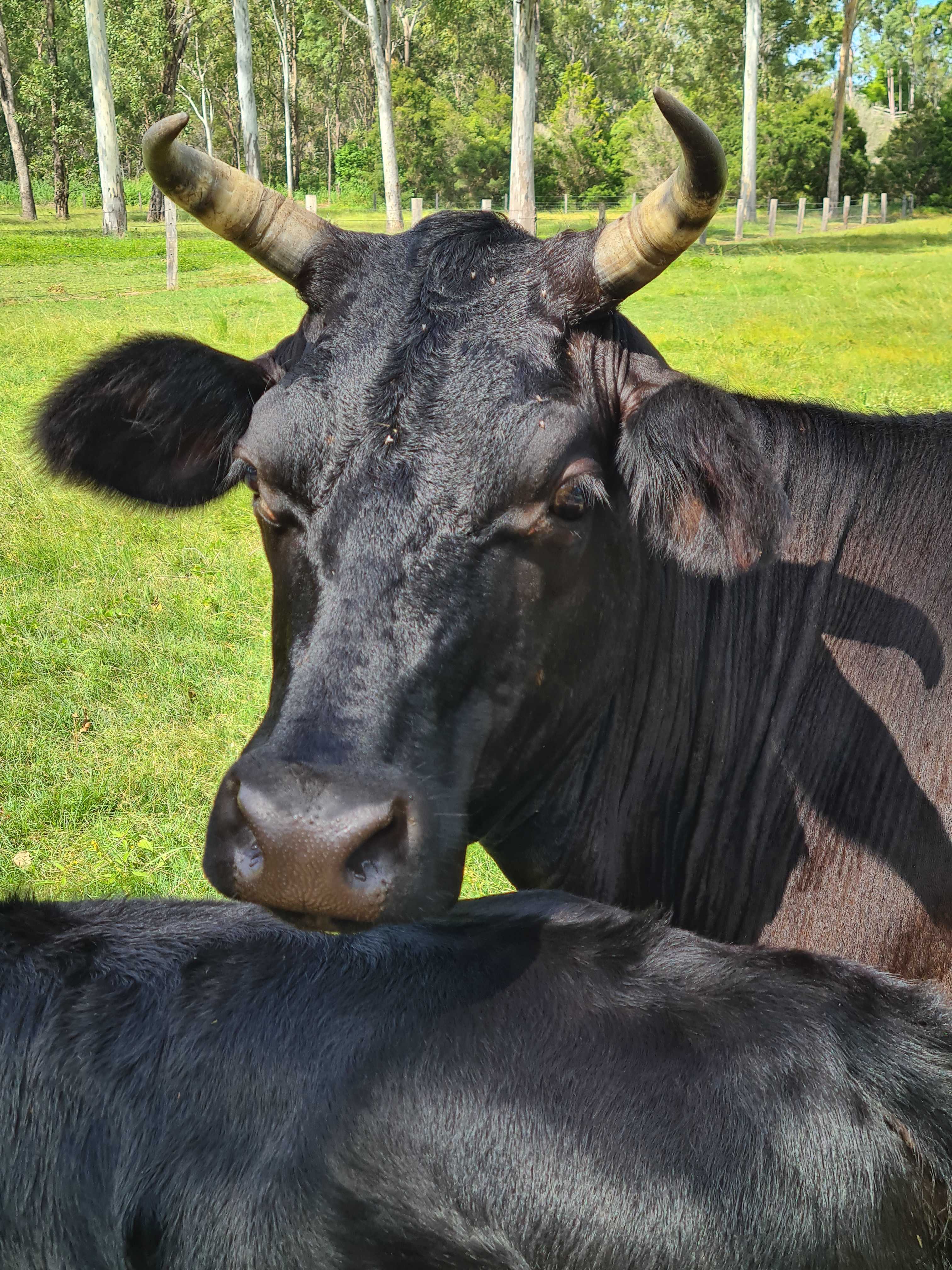 JJJ'S Ranch Farm Stay,South Kolan Q