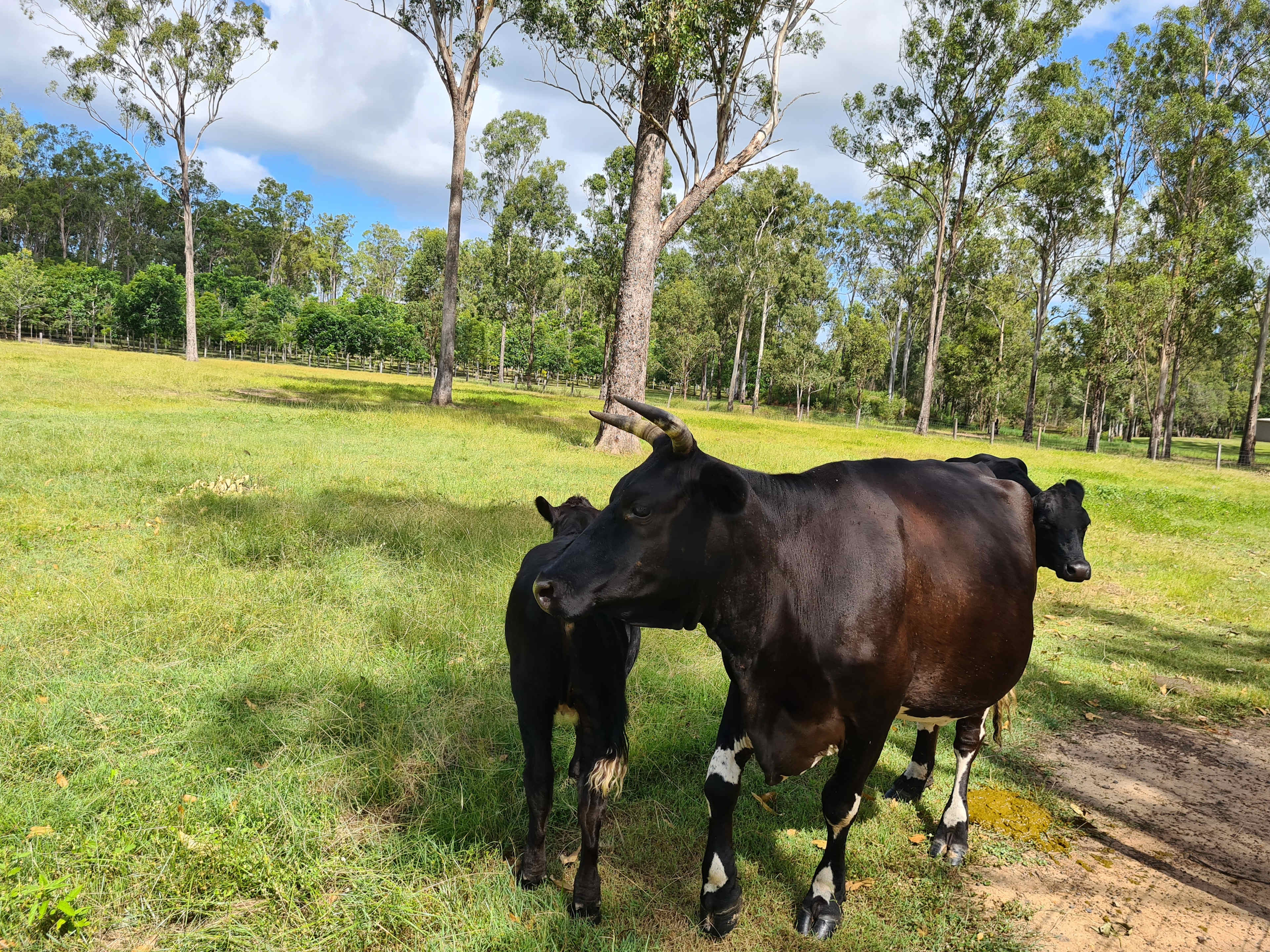 JJJ'S Ranch Farm Stay,South Kolan Q